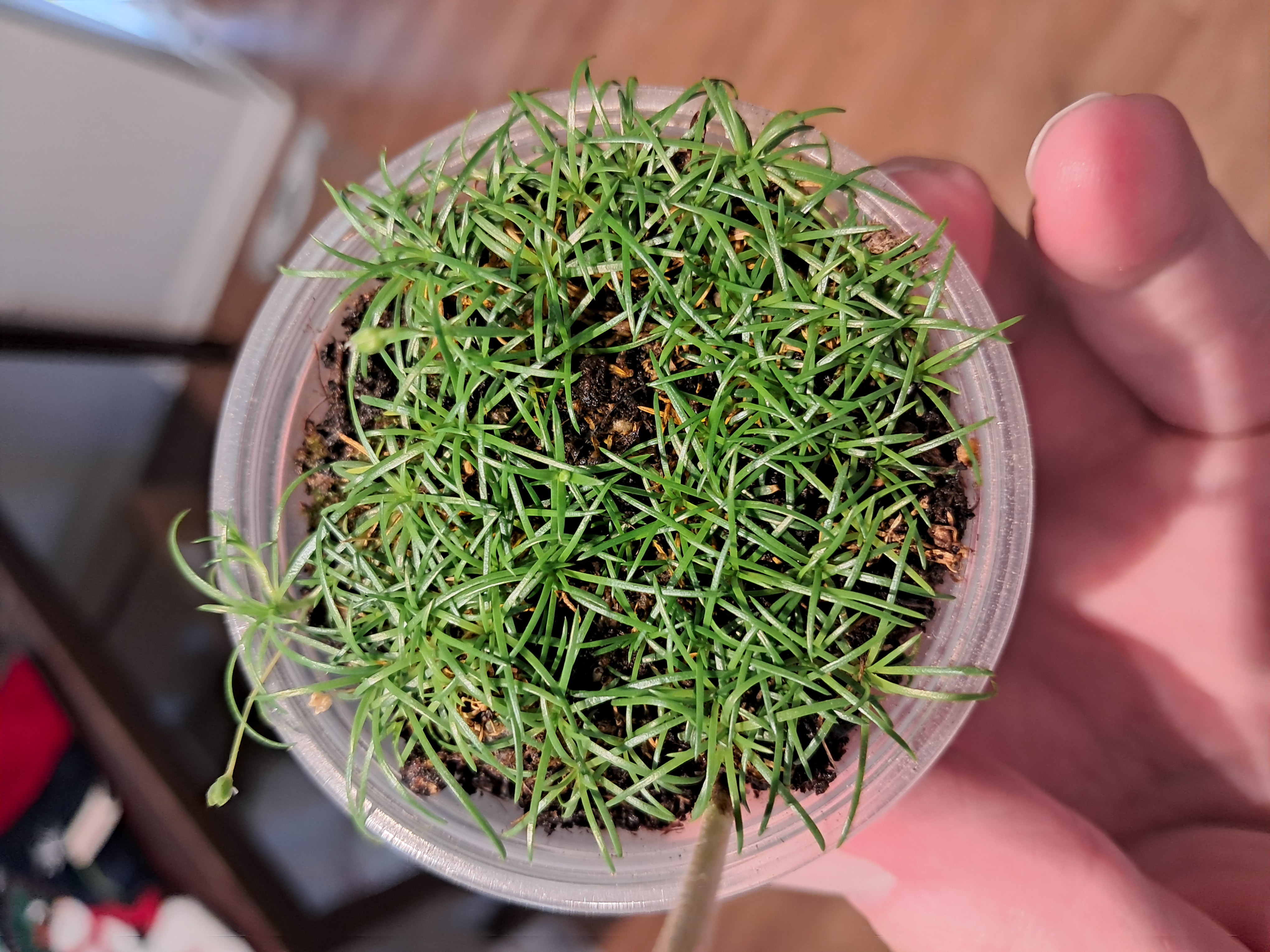 Oliver - 1 month later