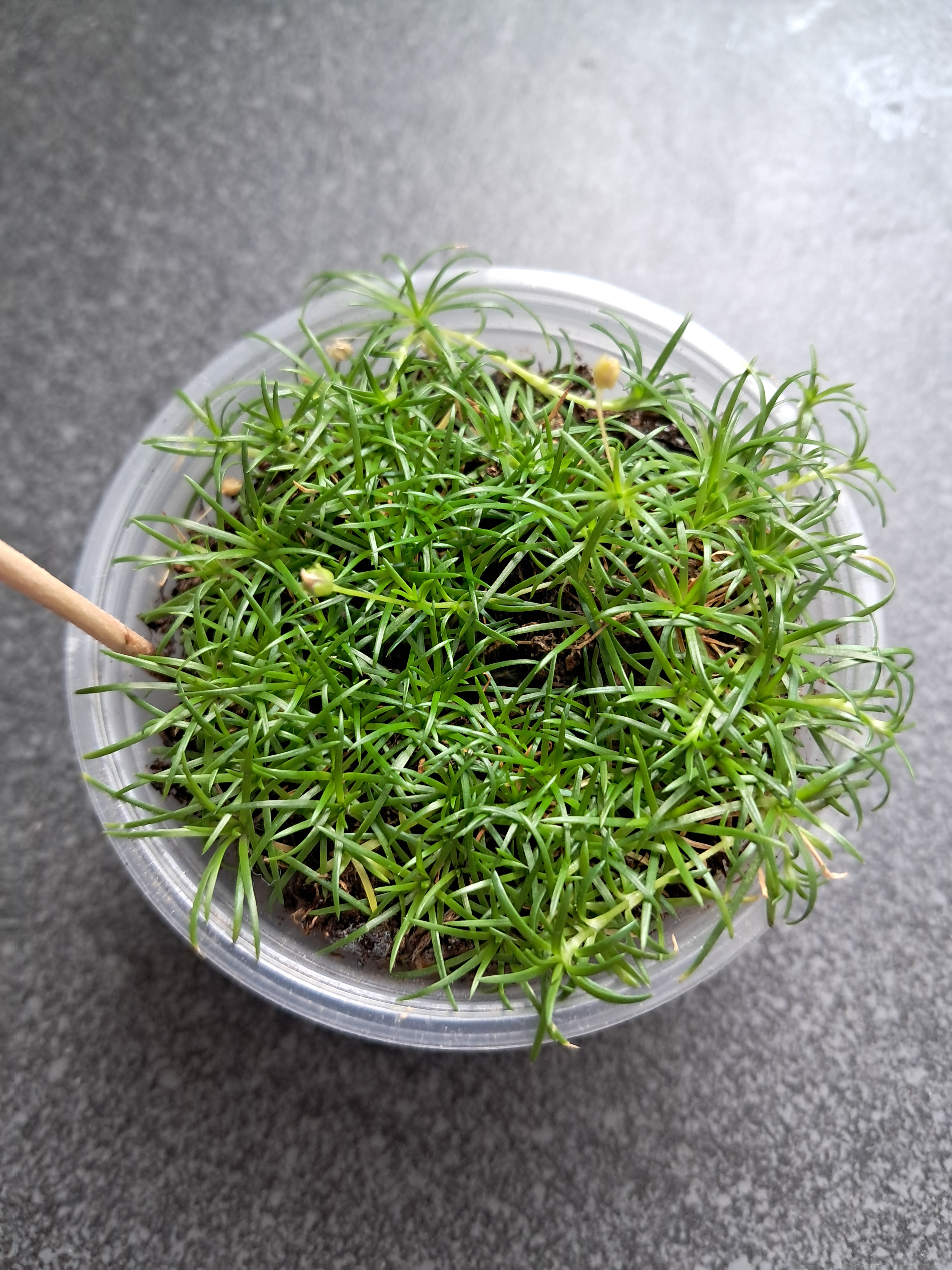 Saturday. Oliver the plant. My plant from the MTC.