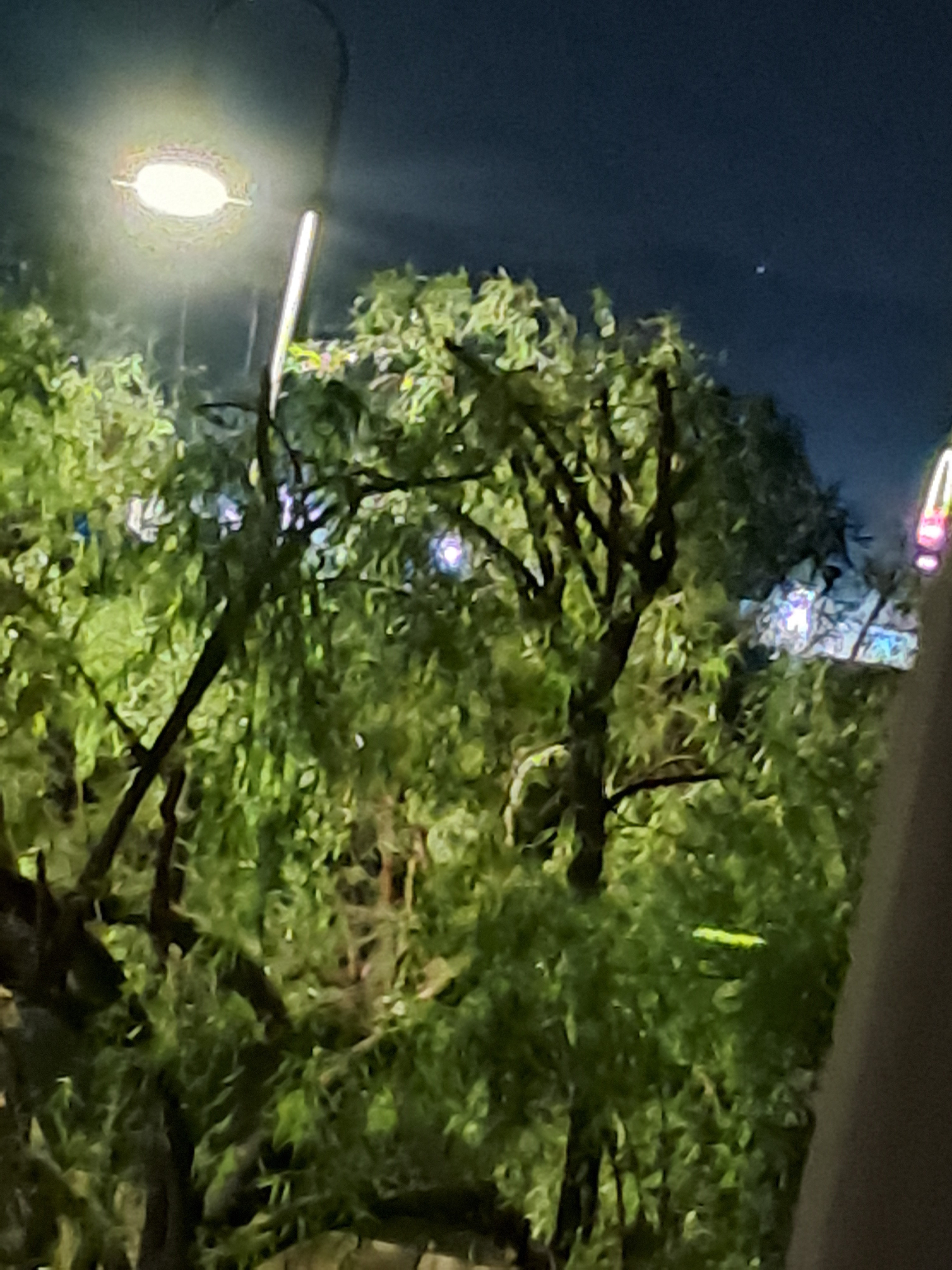 A Possum climbing in the tree!