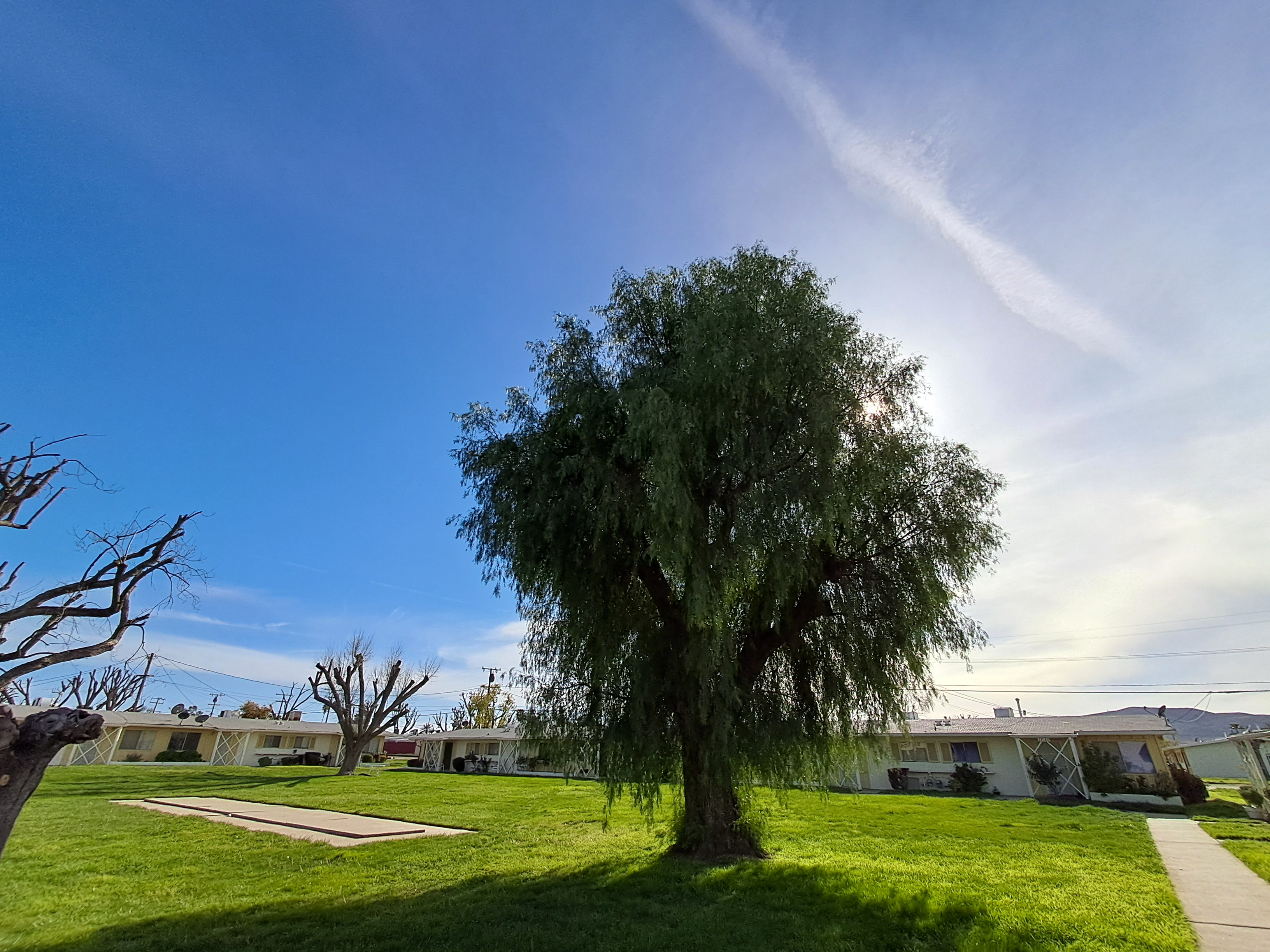 Sunday. Tree... (just a cool picture I took)