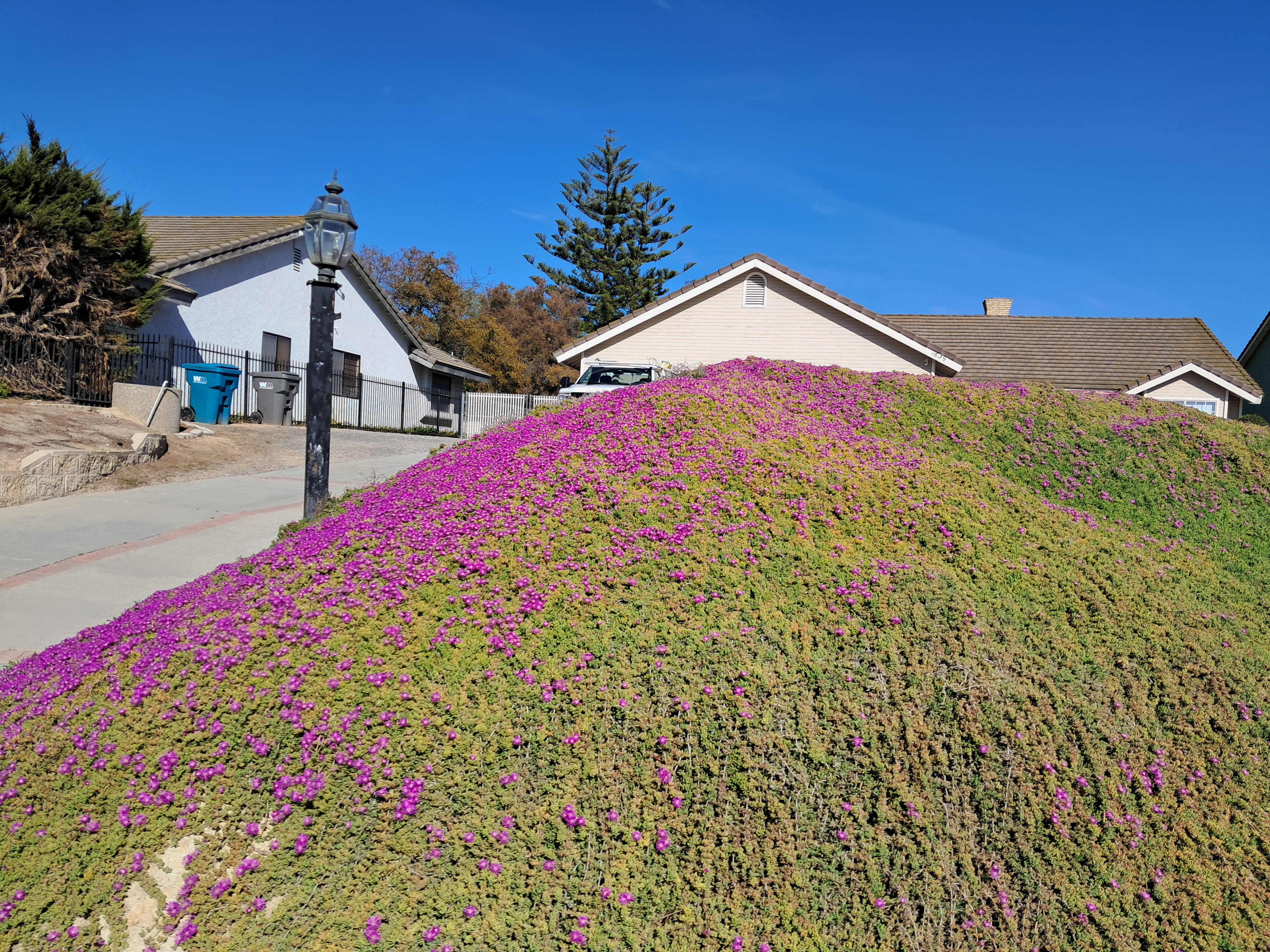 This is a succulent ground cover