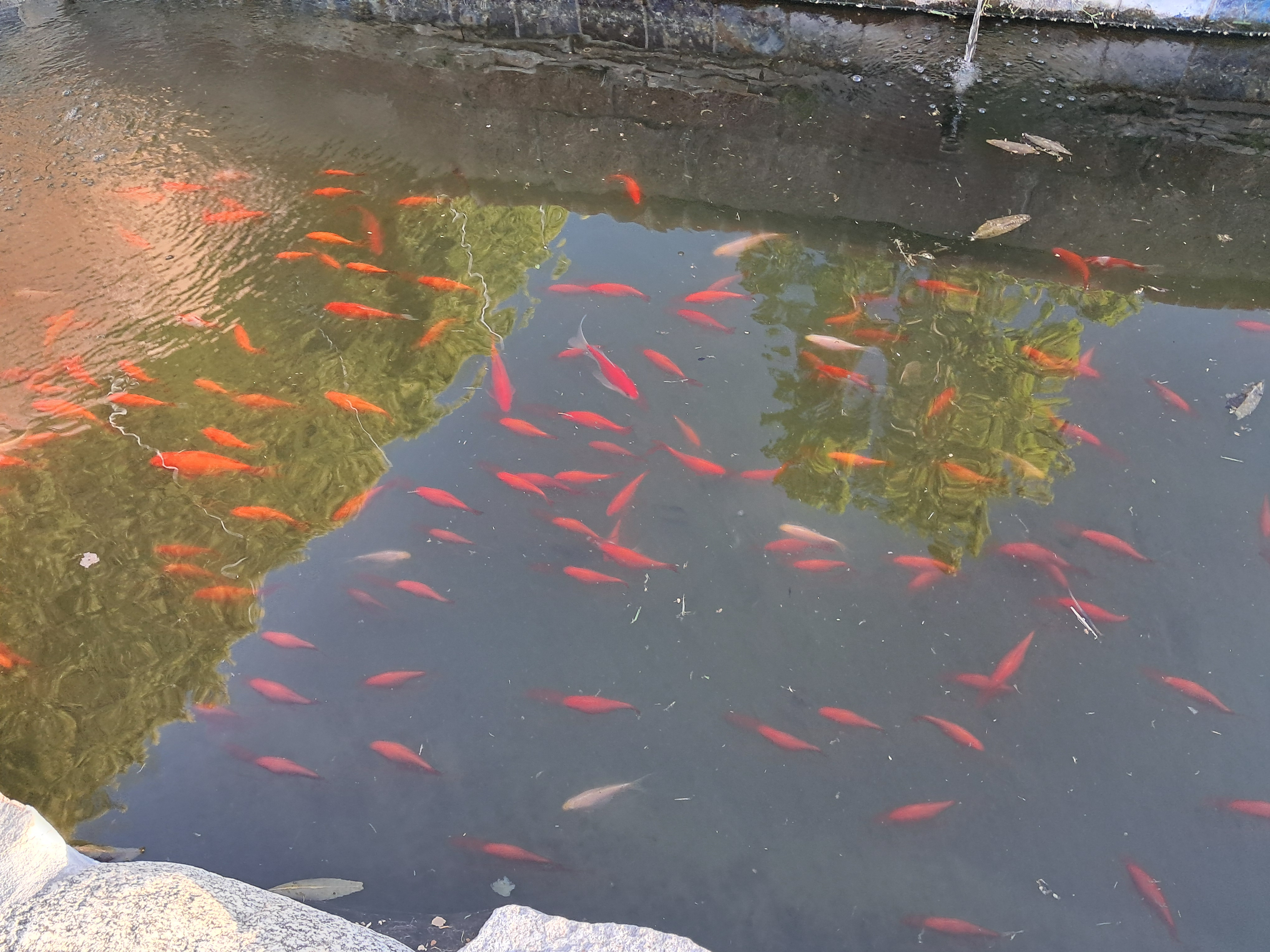 Their koi pond.