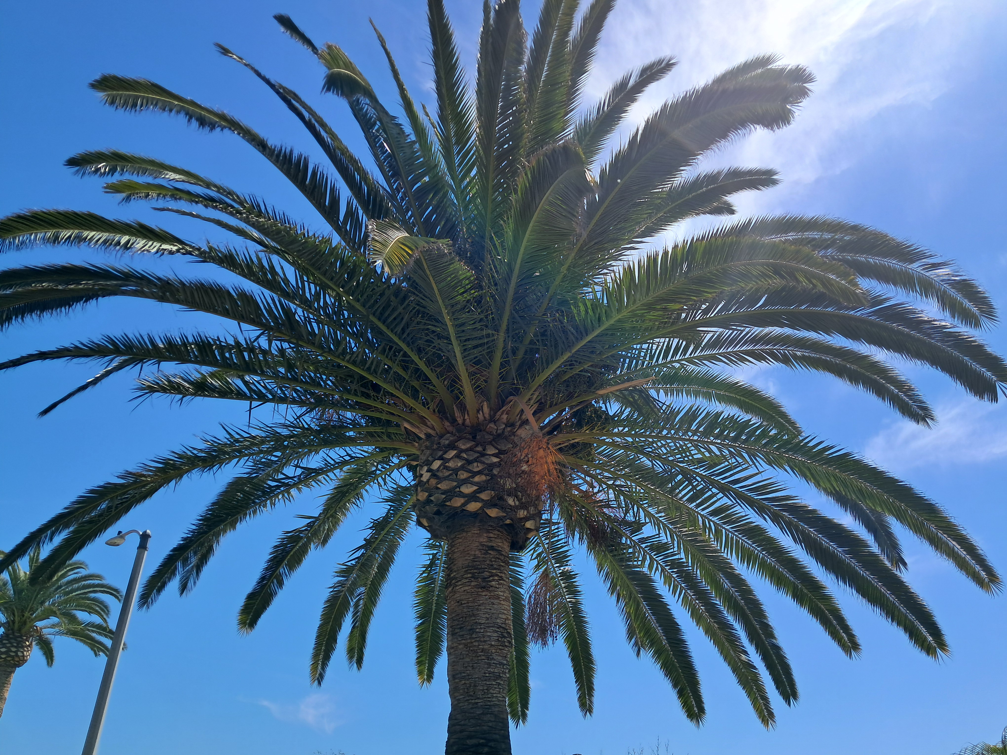 Big palm tree canopy! (For reference, the trunk is a little smaller then my shoulders in width and the tree is about 25 feet tall! It is like a giant umbrella!