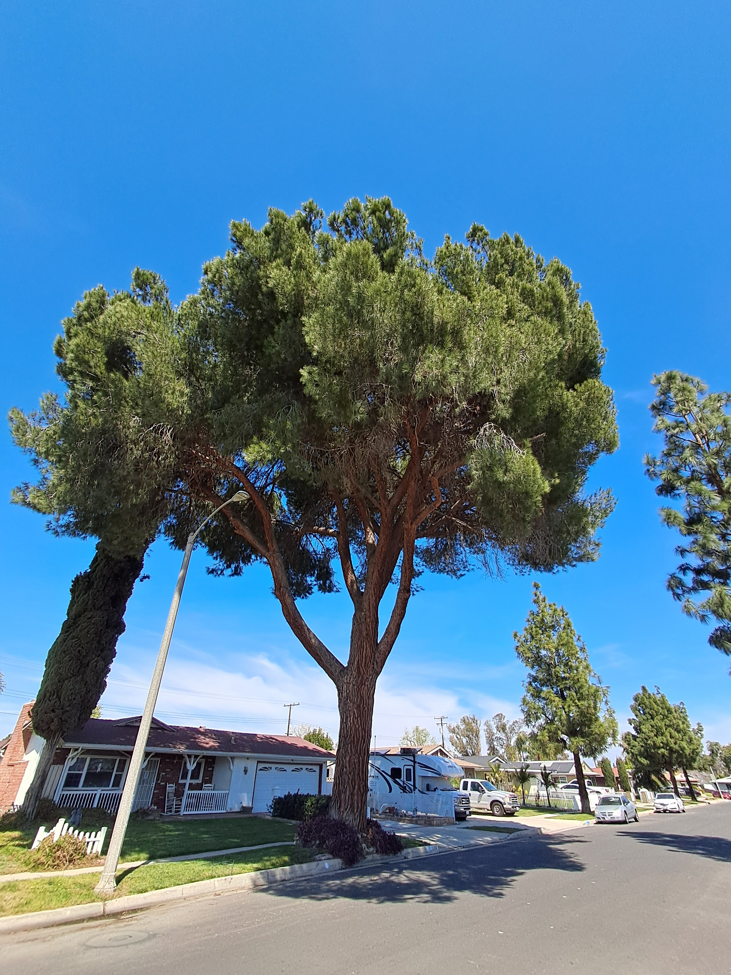This is really big pine tree. It is probably as tall as our maple trees were in the front. It kind of reminds me of the great Ga'hoole tree.