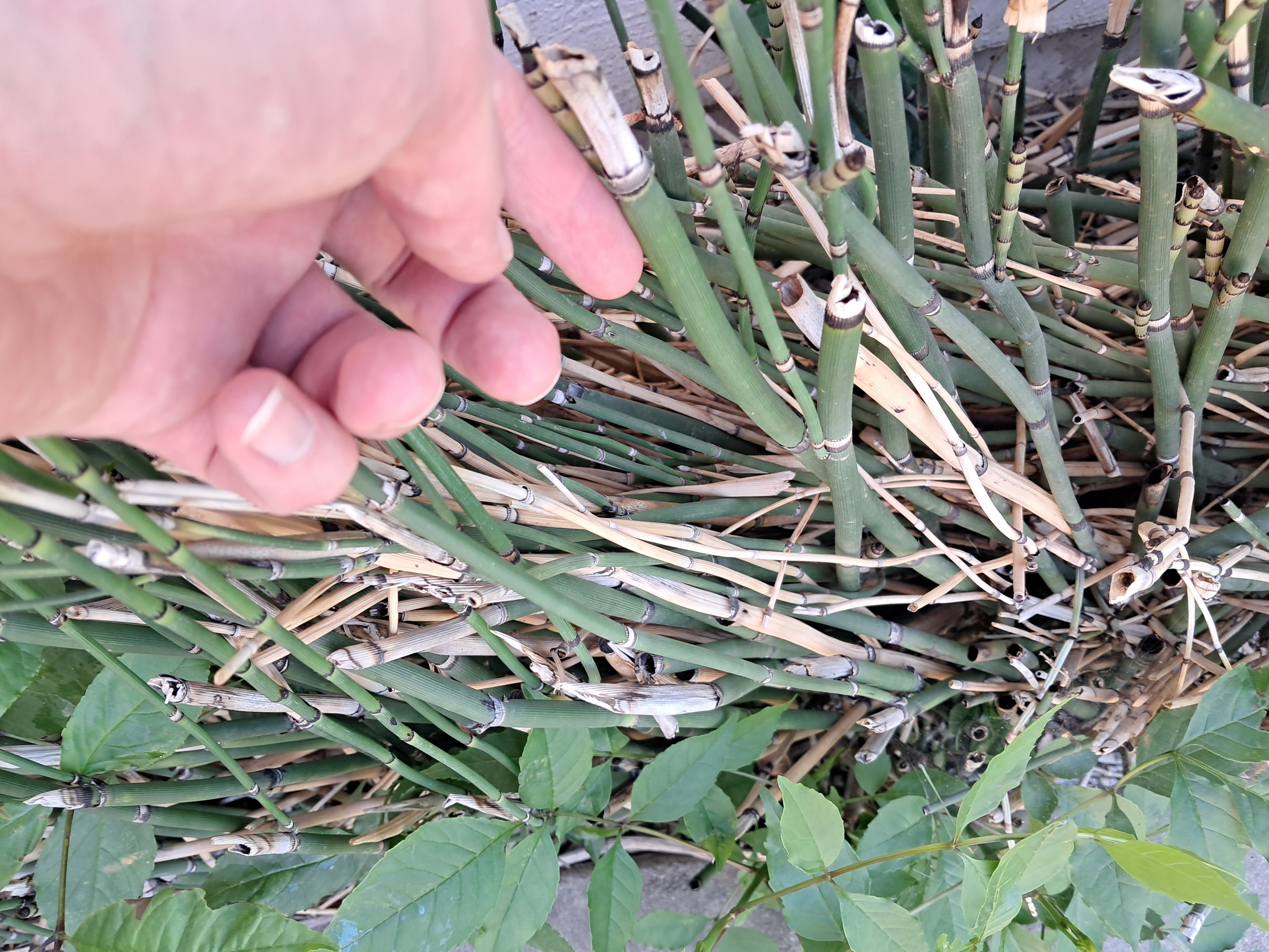 Look what I found!!! Some are as big as my pinky!!!