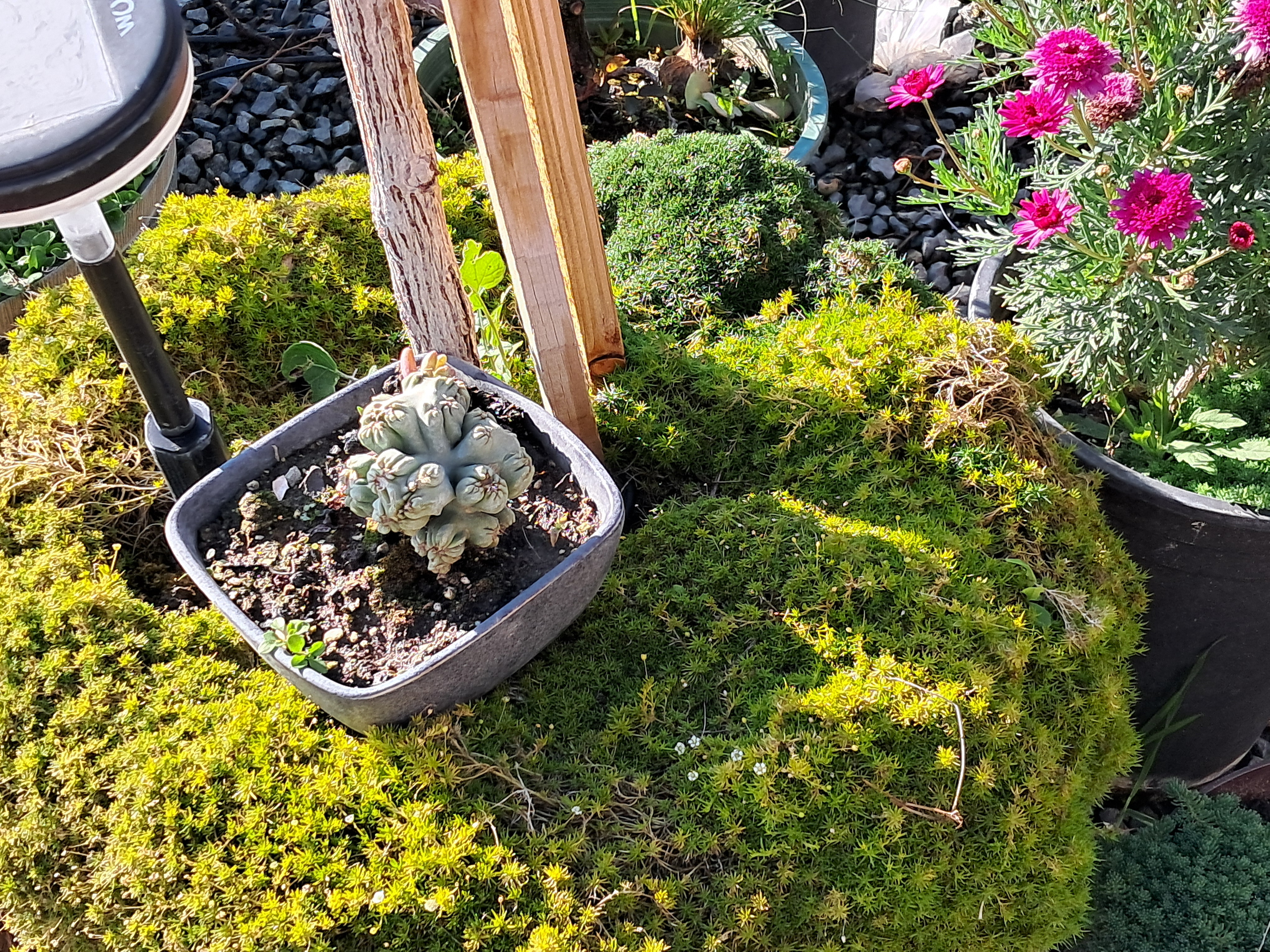 Really pretty garden someone has!