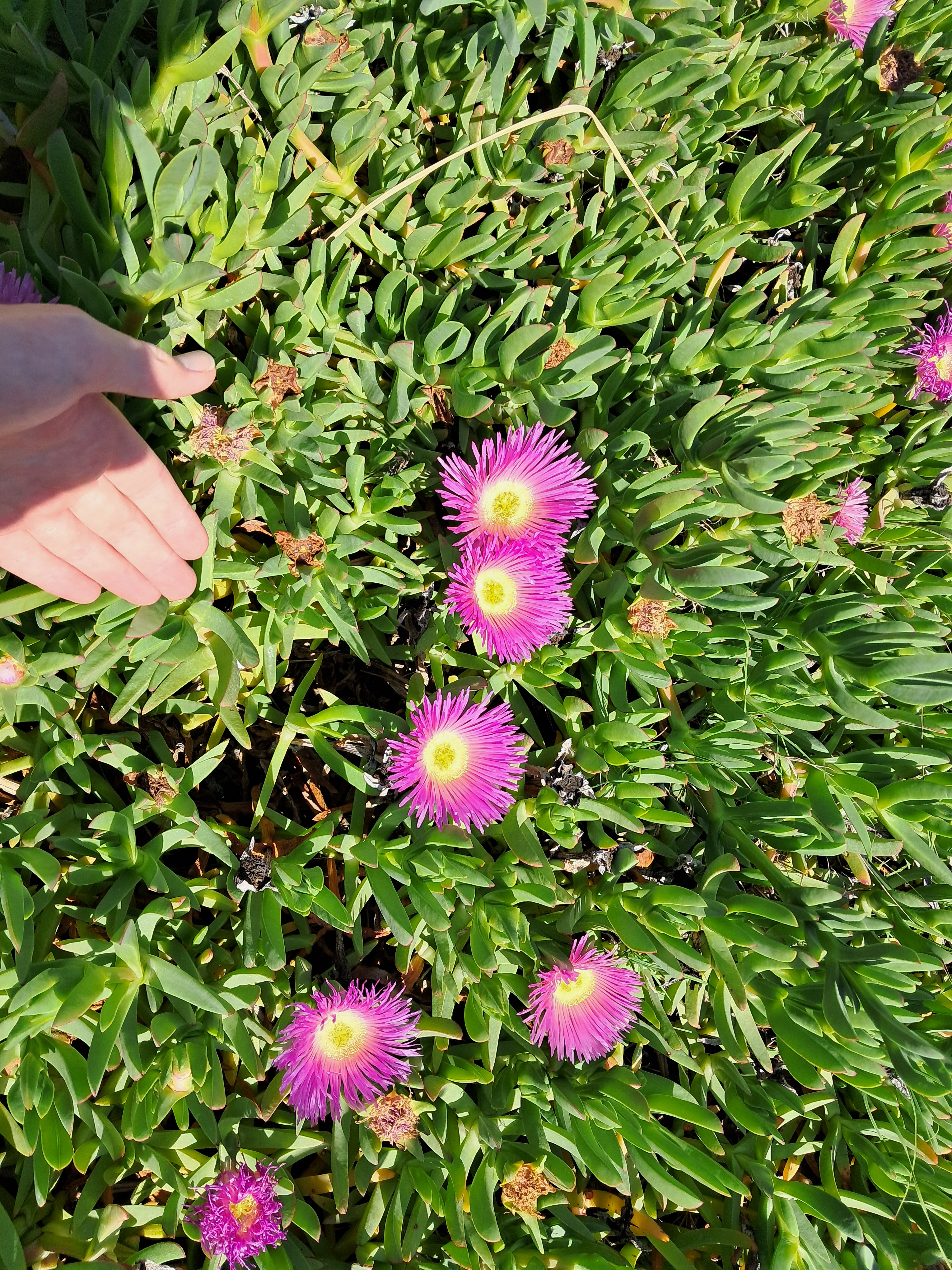 Succulent ground cover.