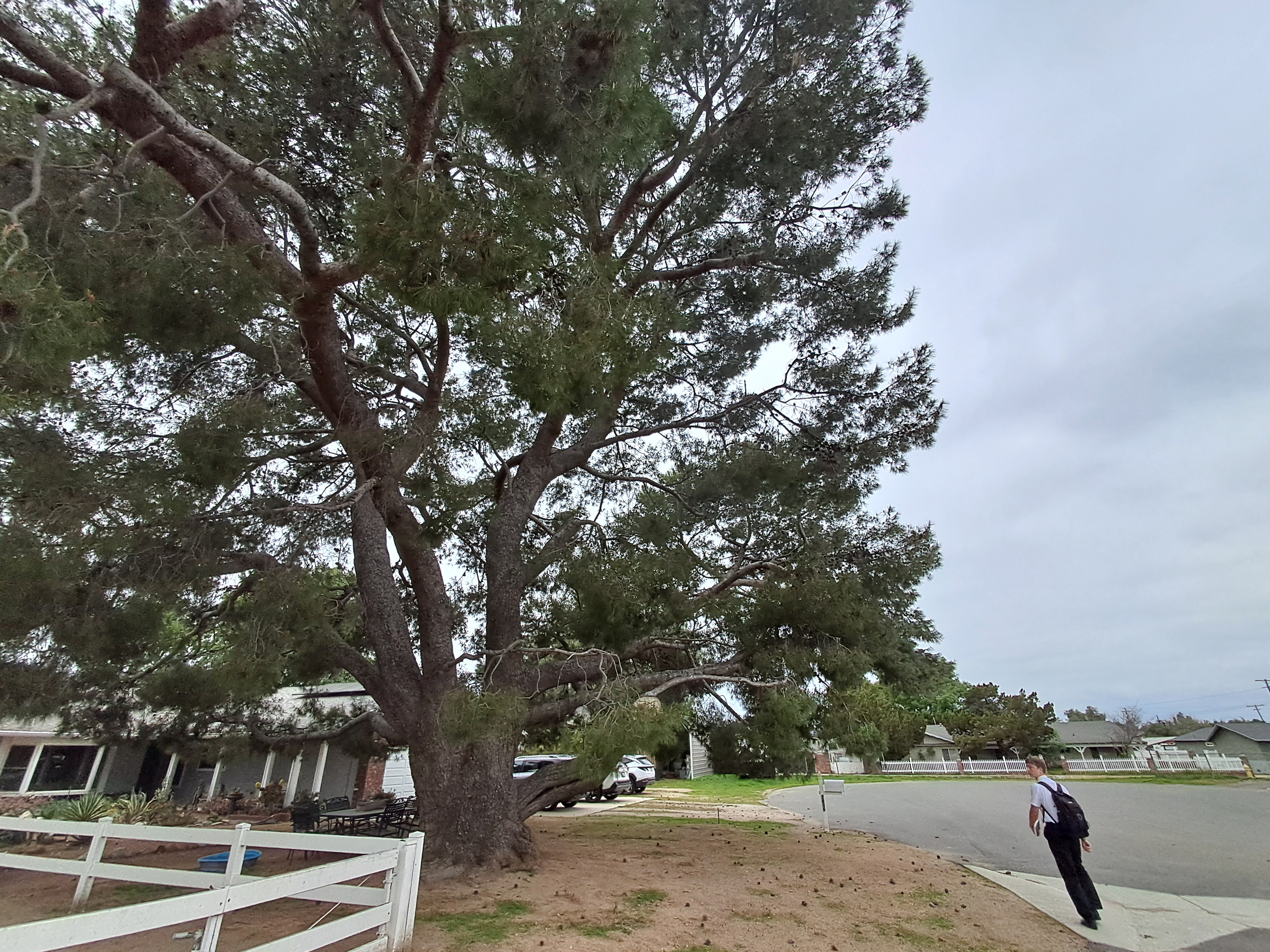 This tree is one of the most incredible trees I have ever seen! It is about 75 feet tall. It was so beautiful. The picture doesn't do any justice!