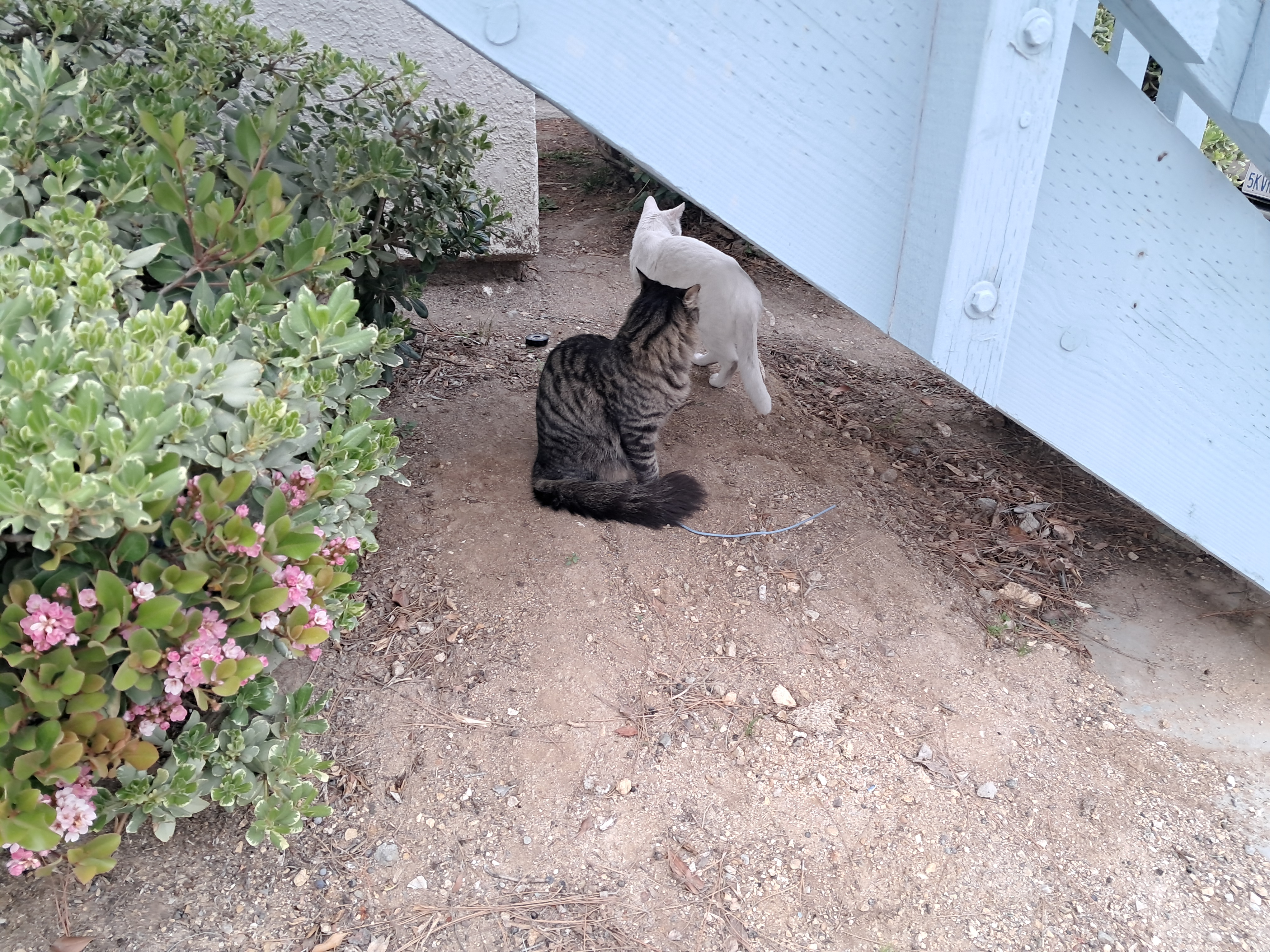 Mewtwo and his girlfriend. Haven't come up with a name for her yet.