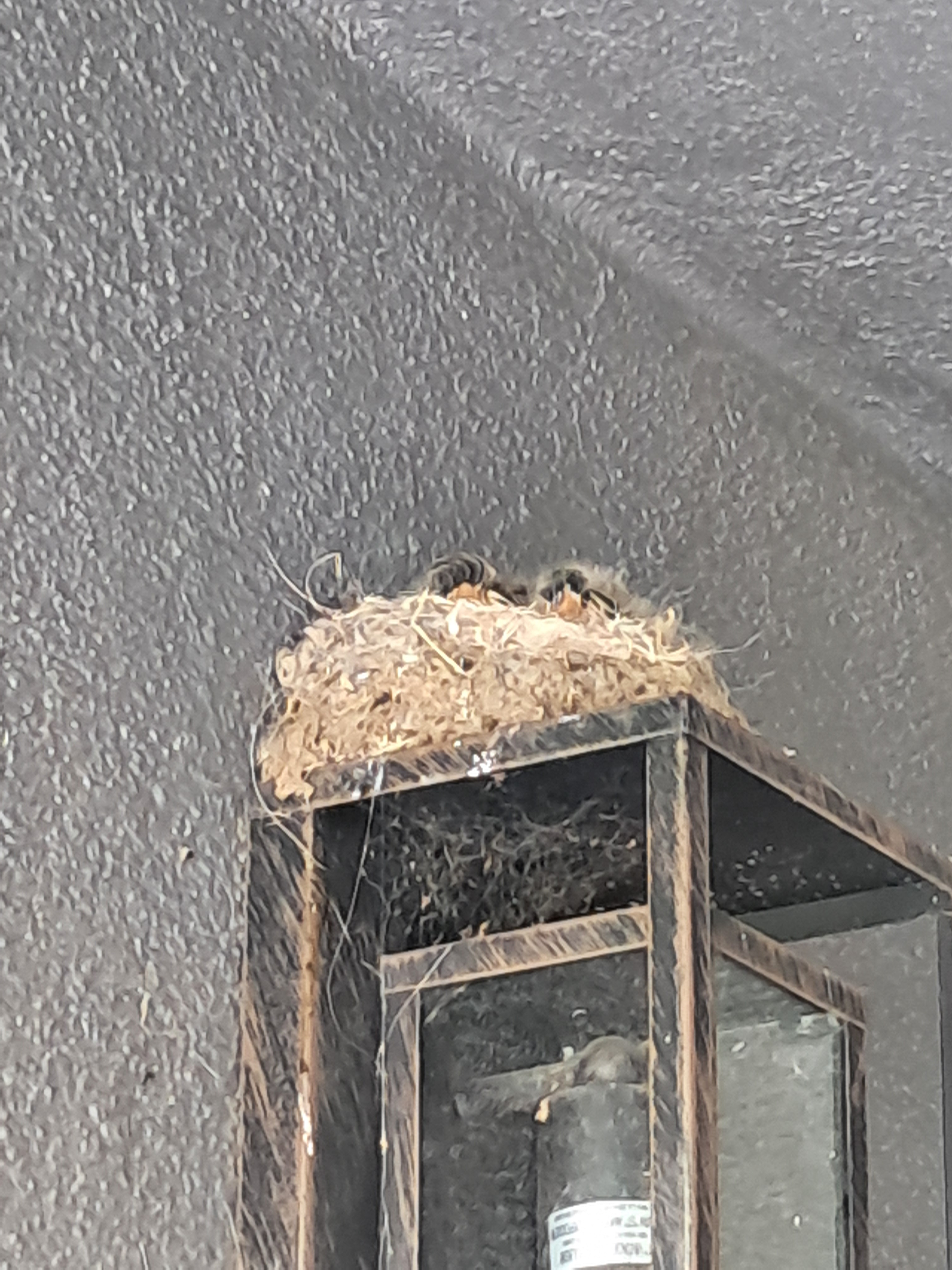 Baby birds.