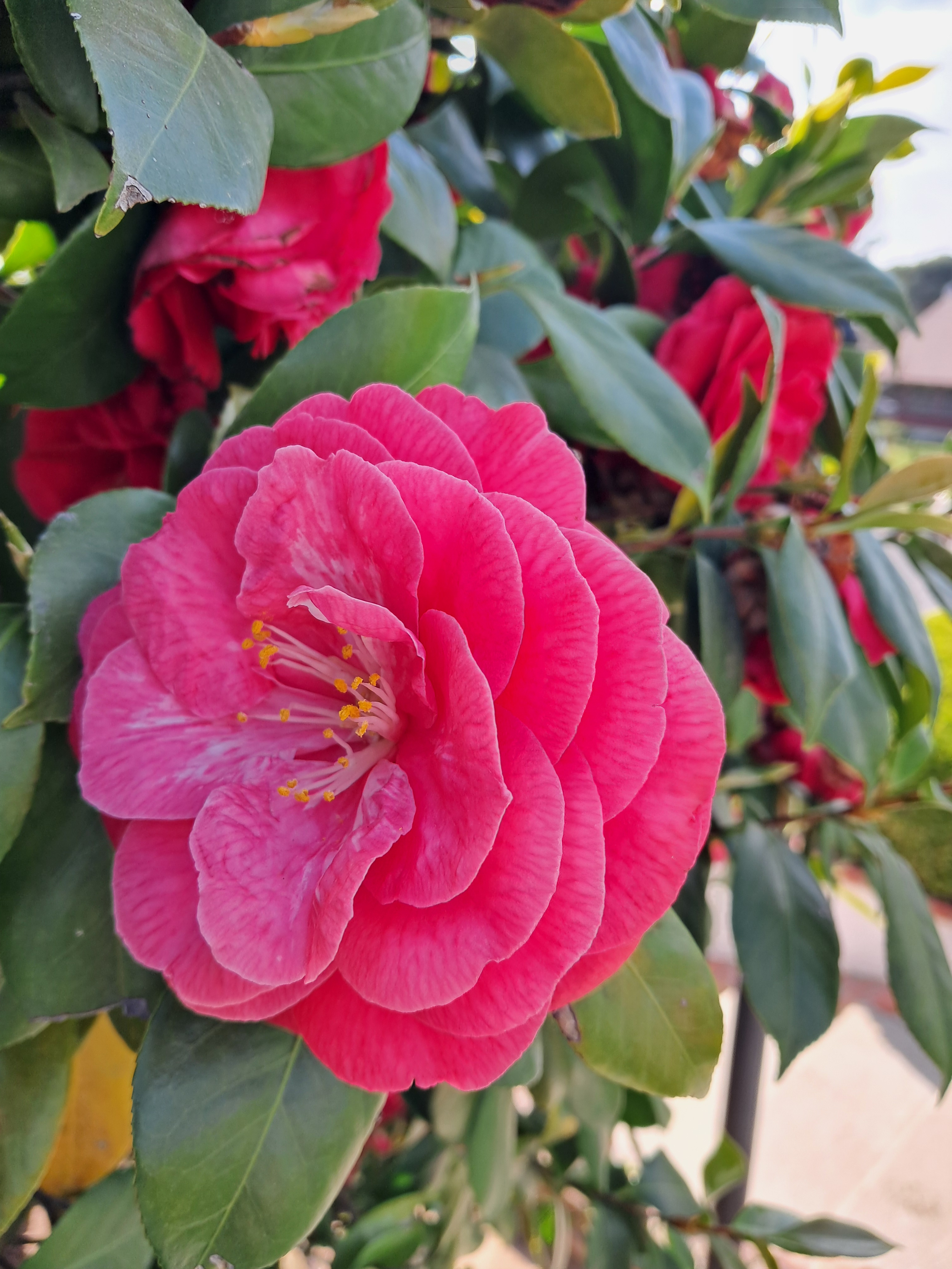 Pretty flower bush. For size reference it is about that size of my palm.