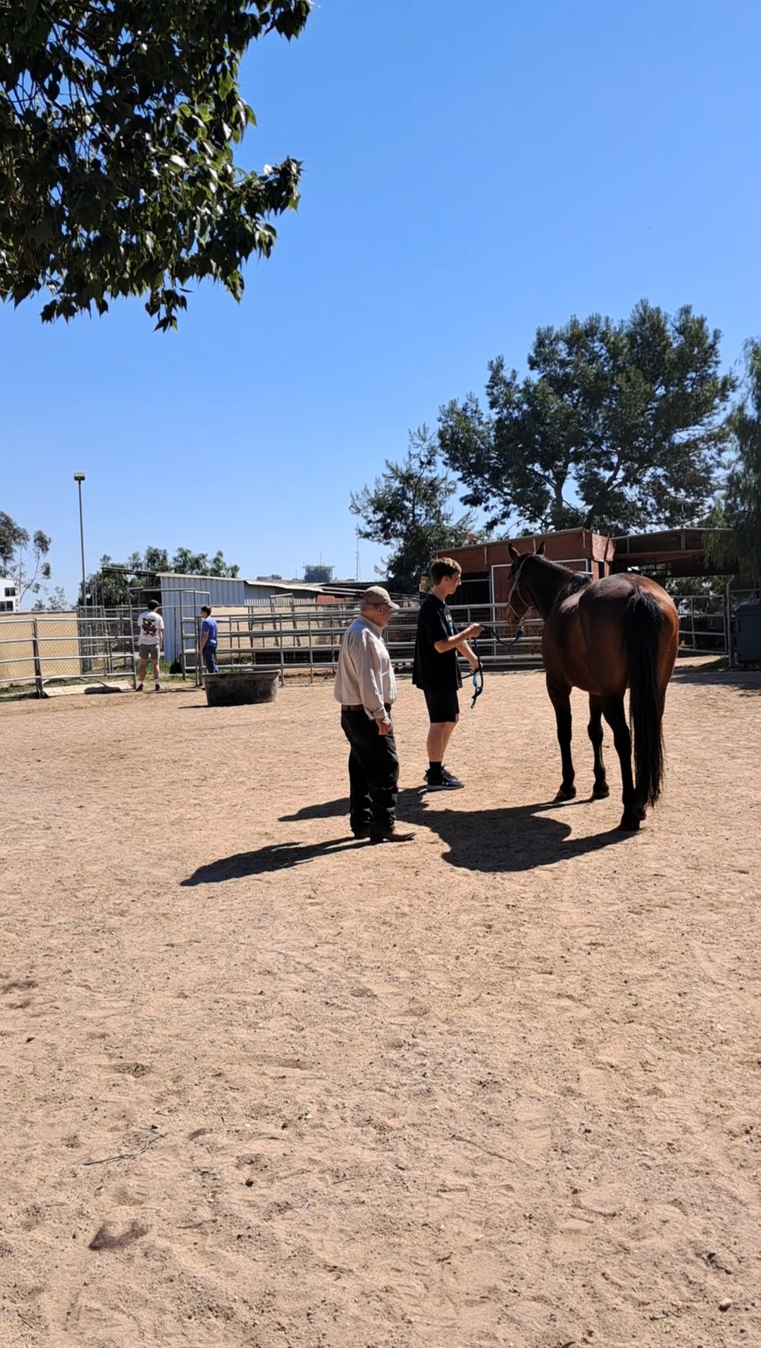 This is Mister Minton teaching Elder Barringer how to lead a horse.