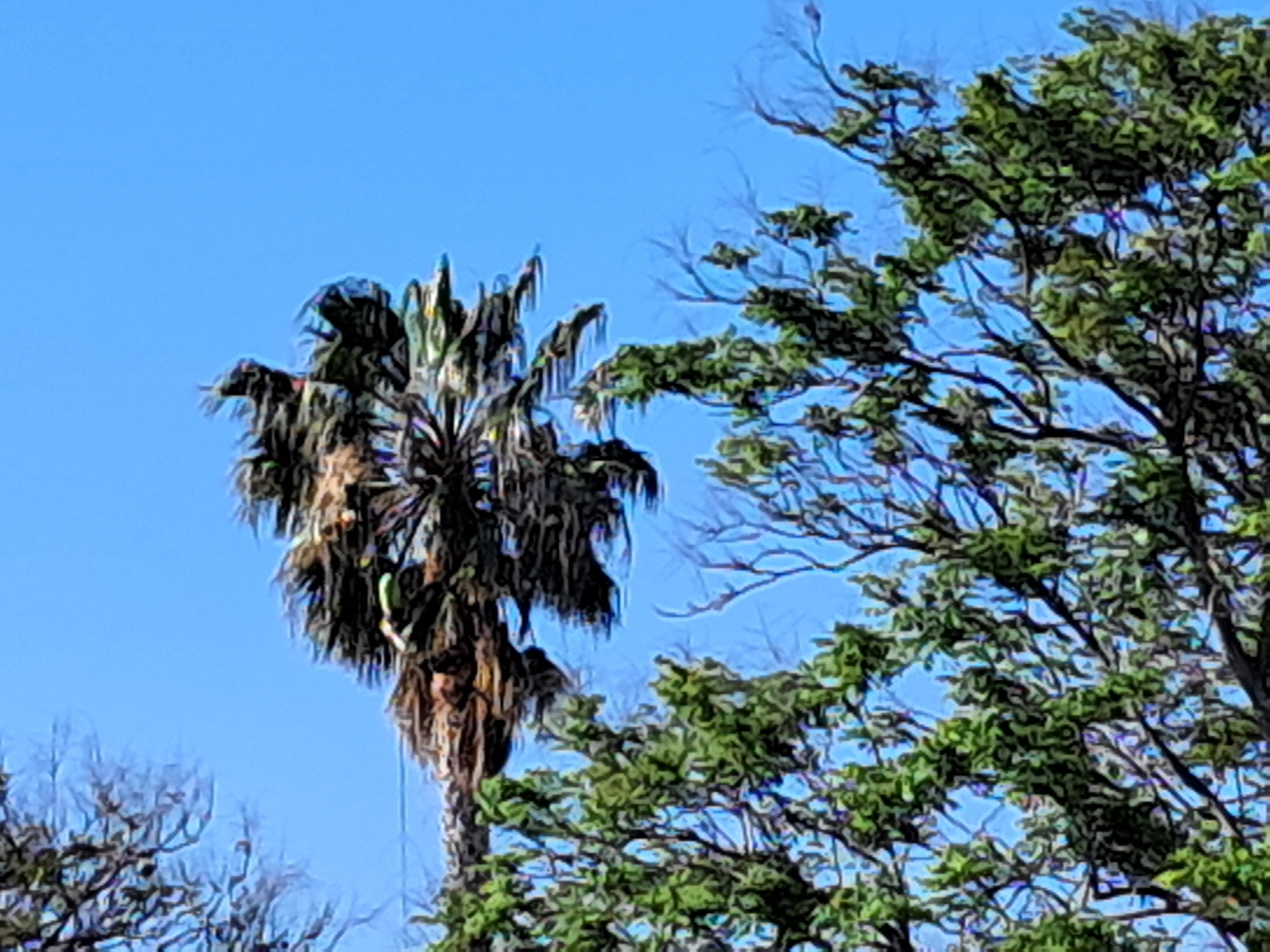 How would you like to be that guy, 30-40 feet up in the air? He is really brave!