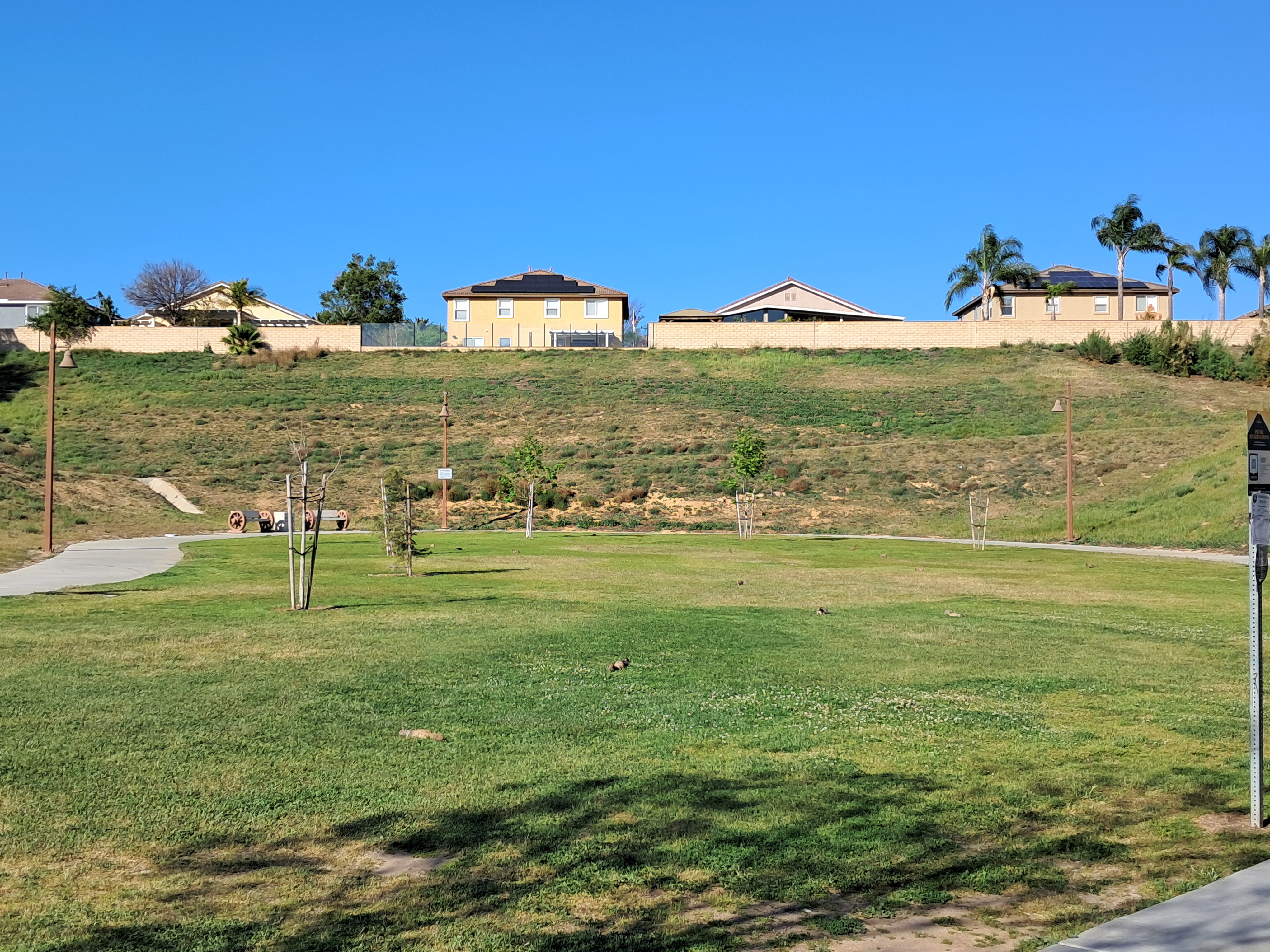 There are a lot of squirrels at the park!