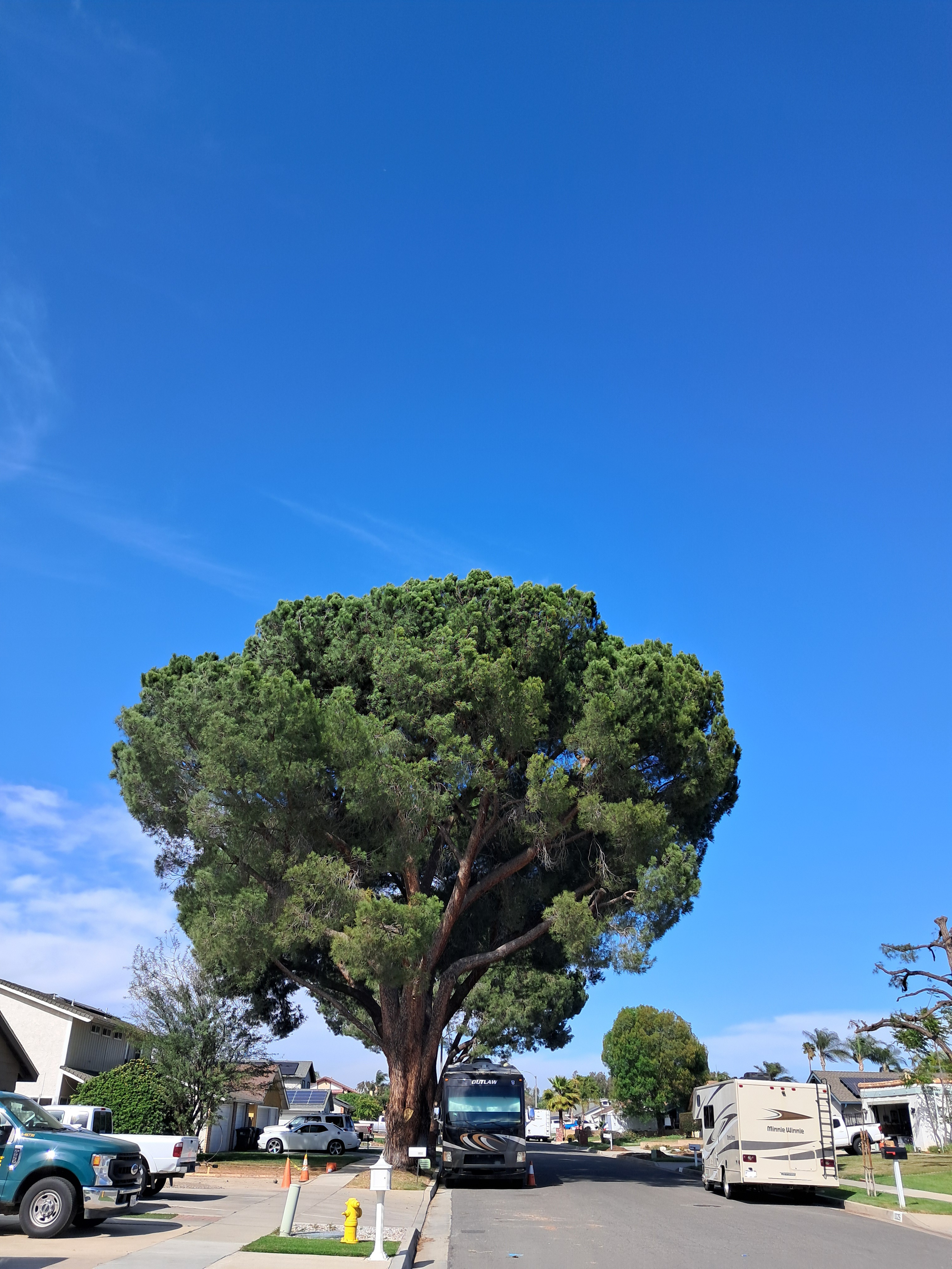 I really like these big pine trees!