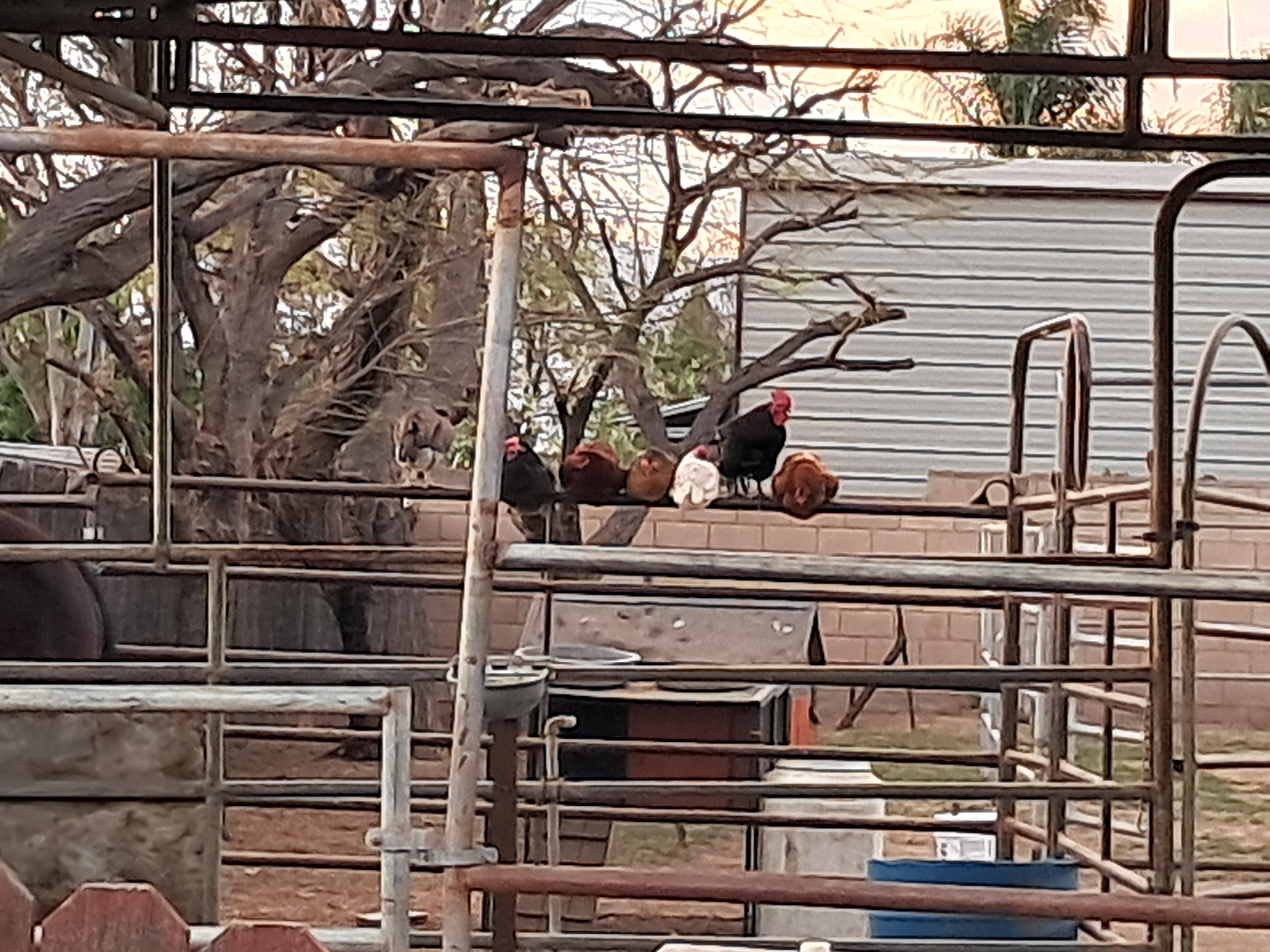 CHICKENS!!! I think it is so funny how they all just sit there. They are like little feather balls with heads.
