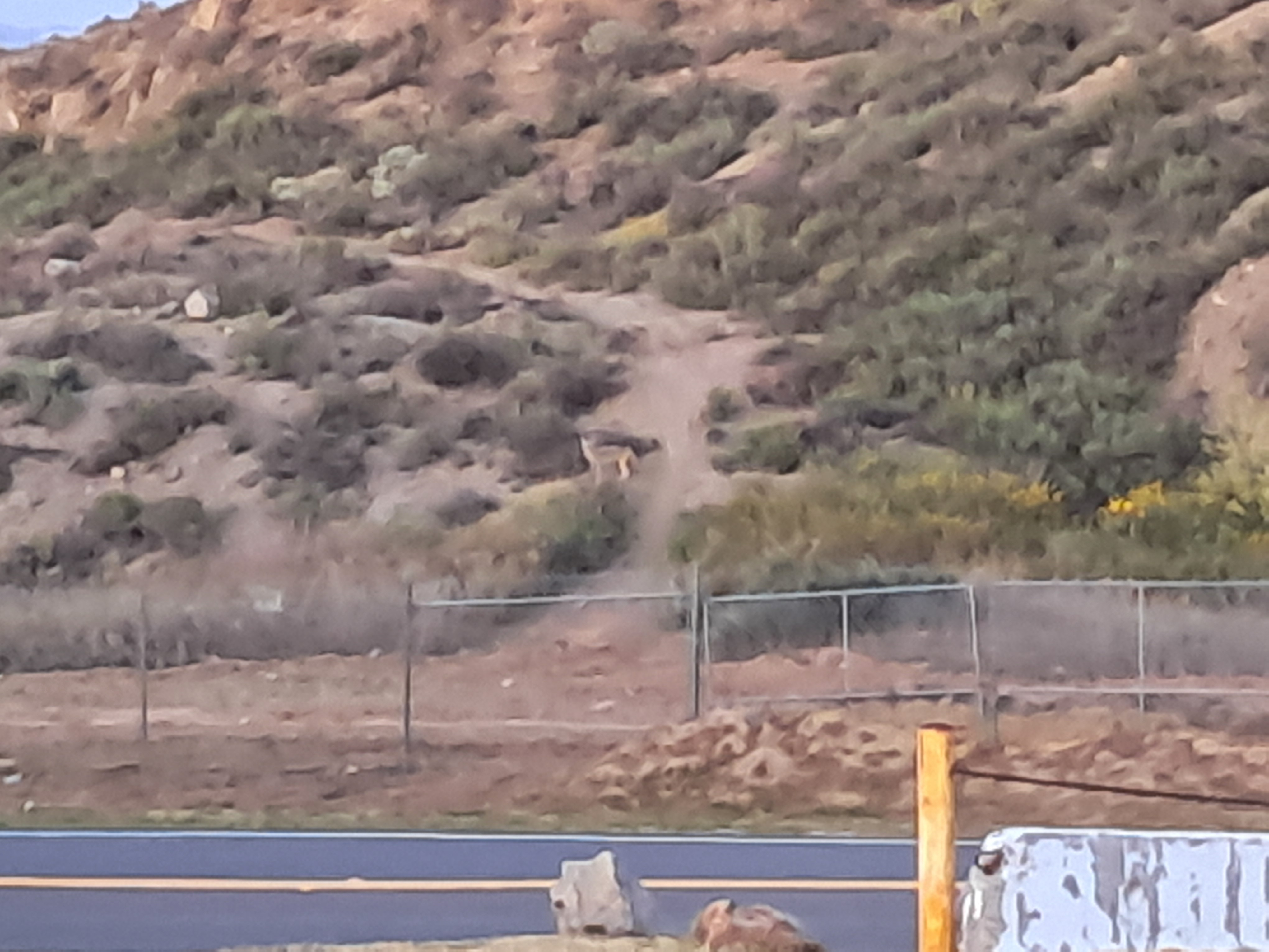 We saw a wild coyote near our church building at the second attempt for a church tour. There were two coyotes.