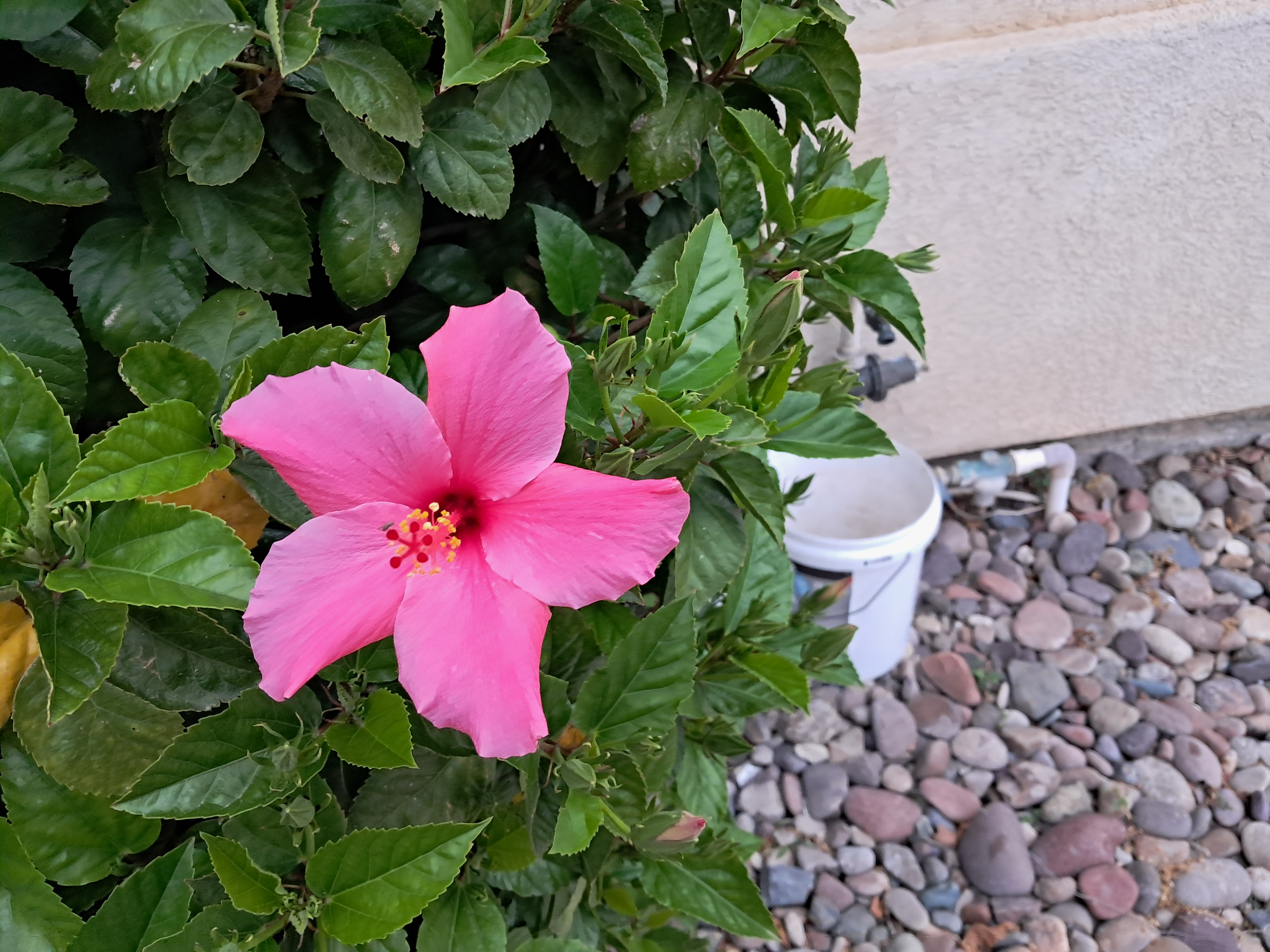 Flower... (about 4-5 inches)