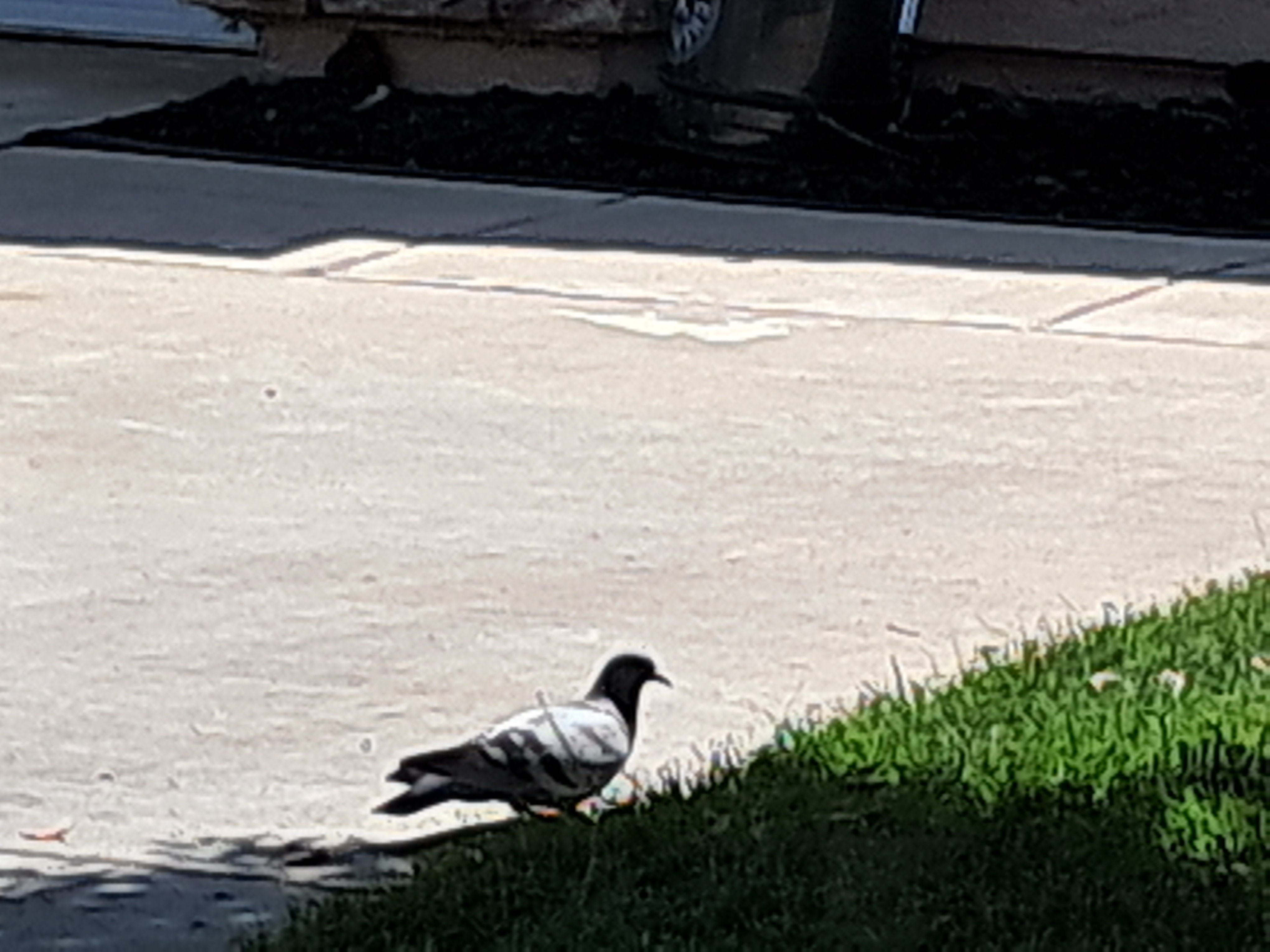 PIGEON!!!... there are lot of then around here.