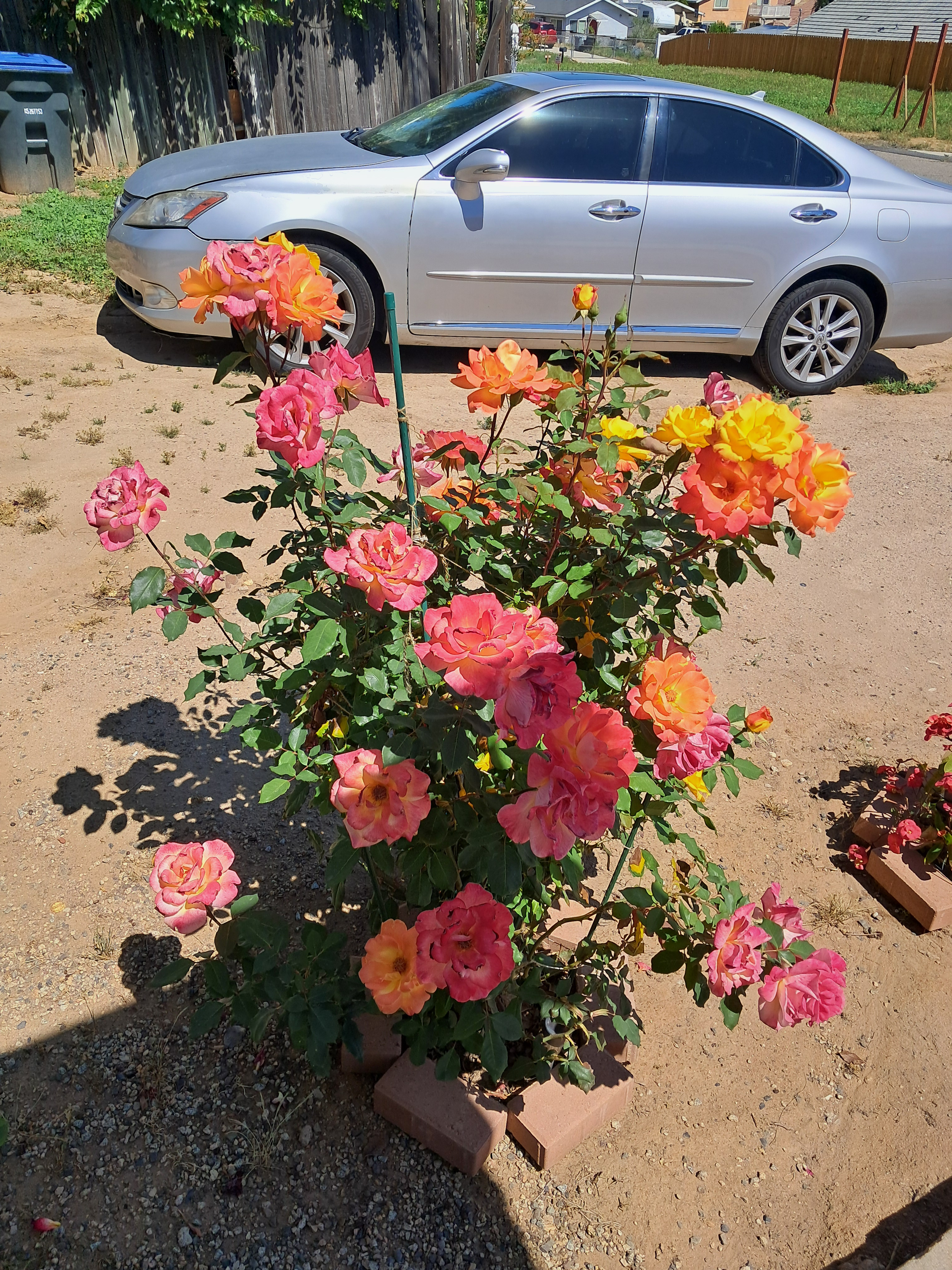 Pretty rose bush. I never realized how much I like roses until I smelled one on the mission and now I'm definitely going to plant some rose bushes when I finish my mission!