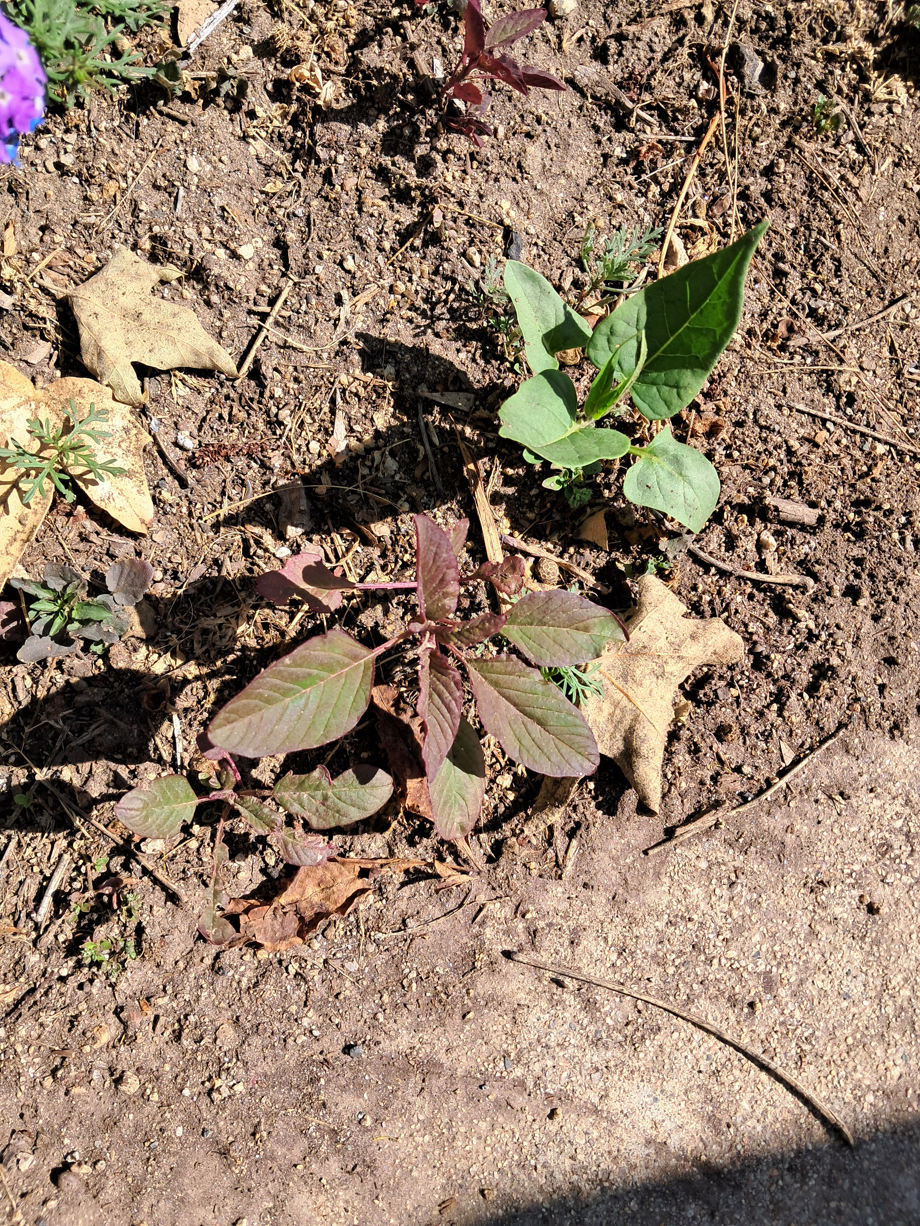 I FOUND AMARANTH!!! this is got to be the most unusual thing I have found on the mission from back home.