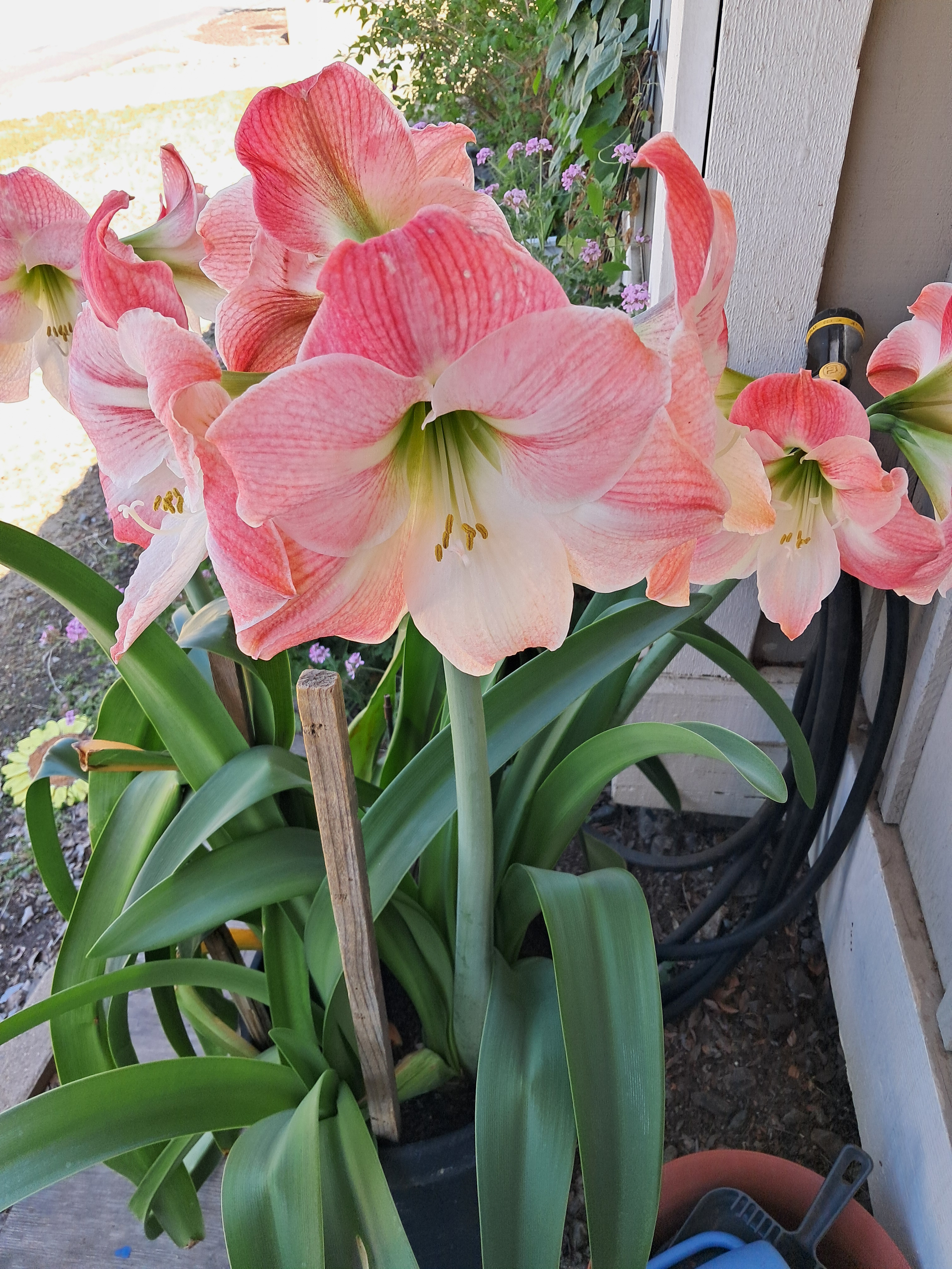 More flowers (5-6 inches wide)