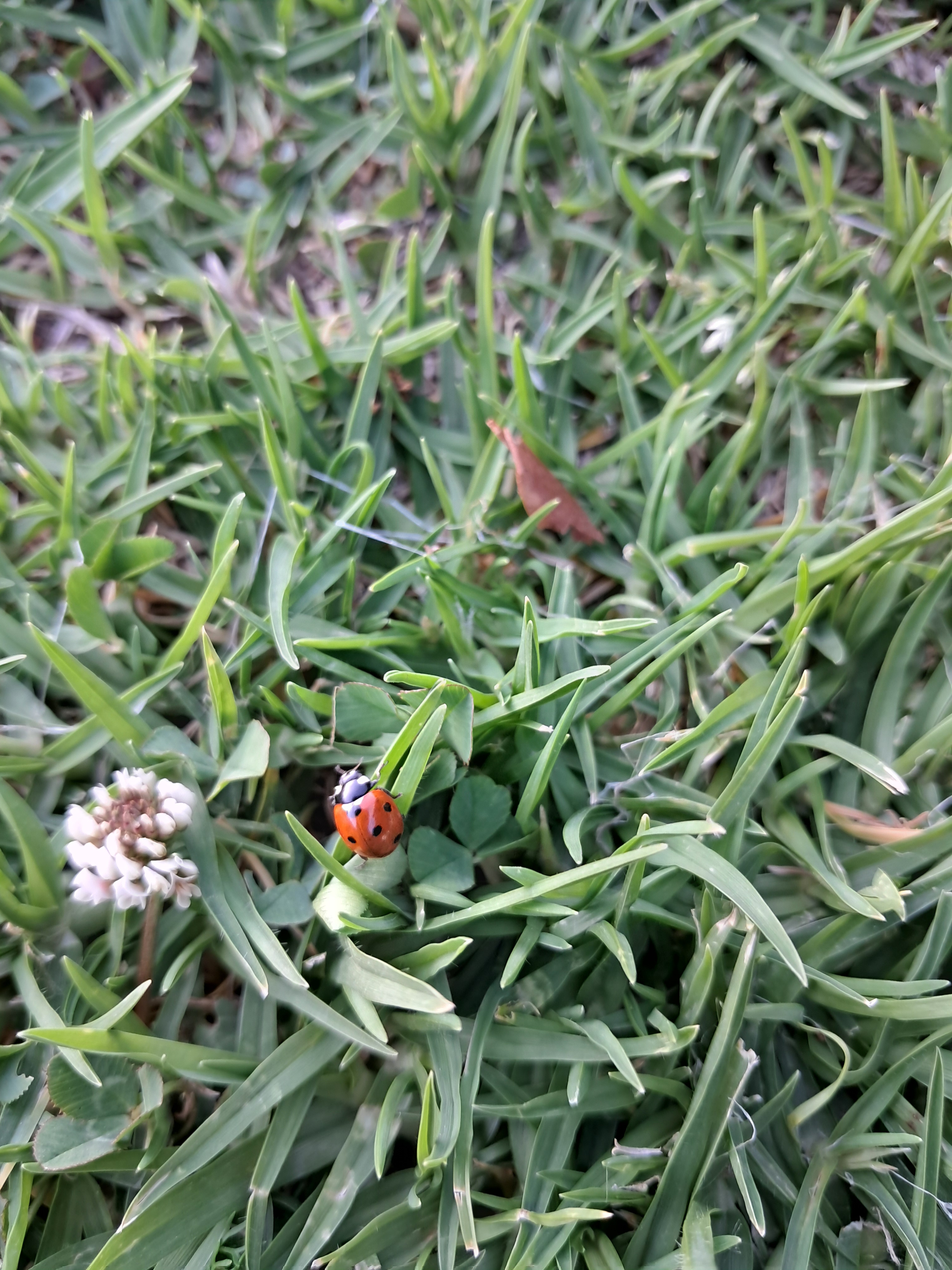 Lady bug