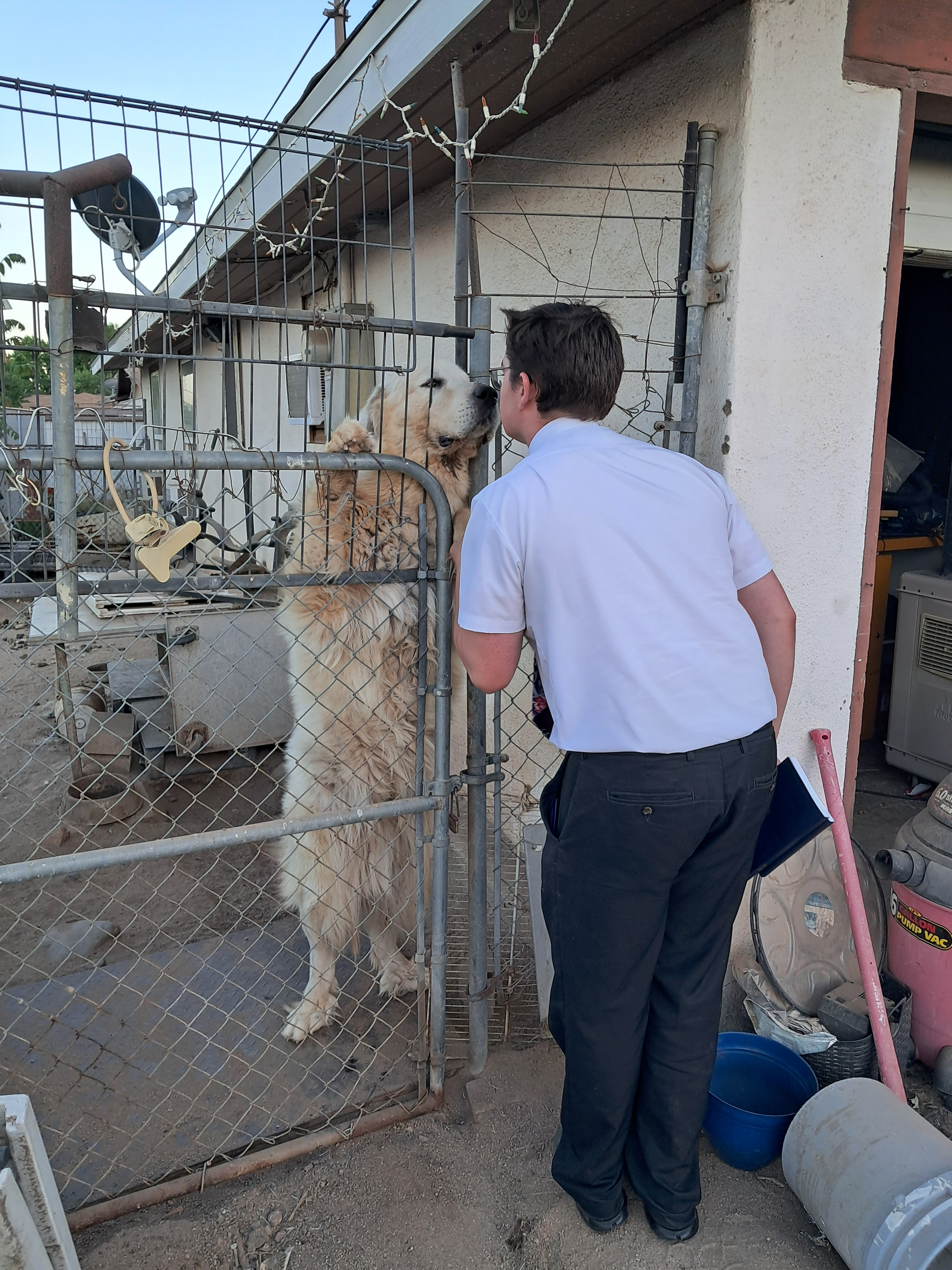This might be the dog breed that Mr. Beck had that I thought was "as big as a lion" not quite as big as a lion but still really big!