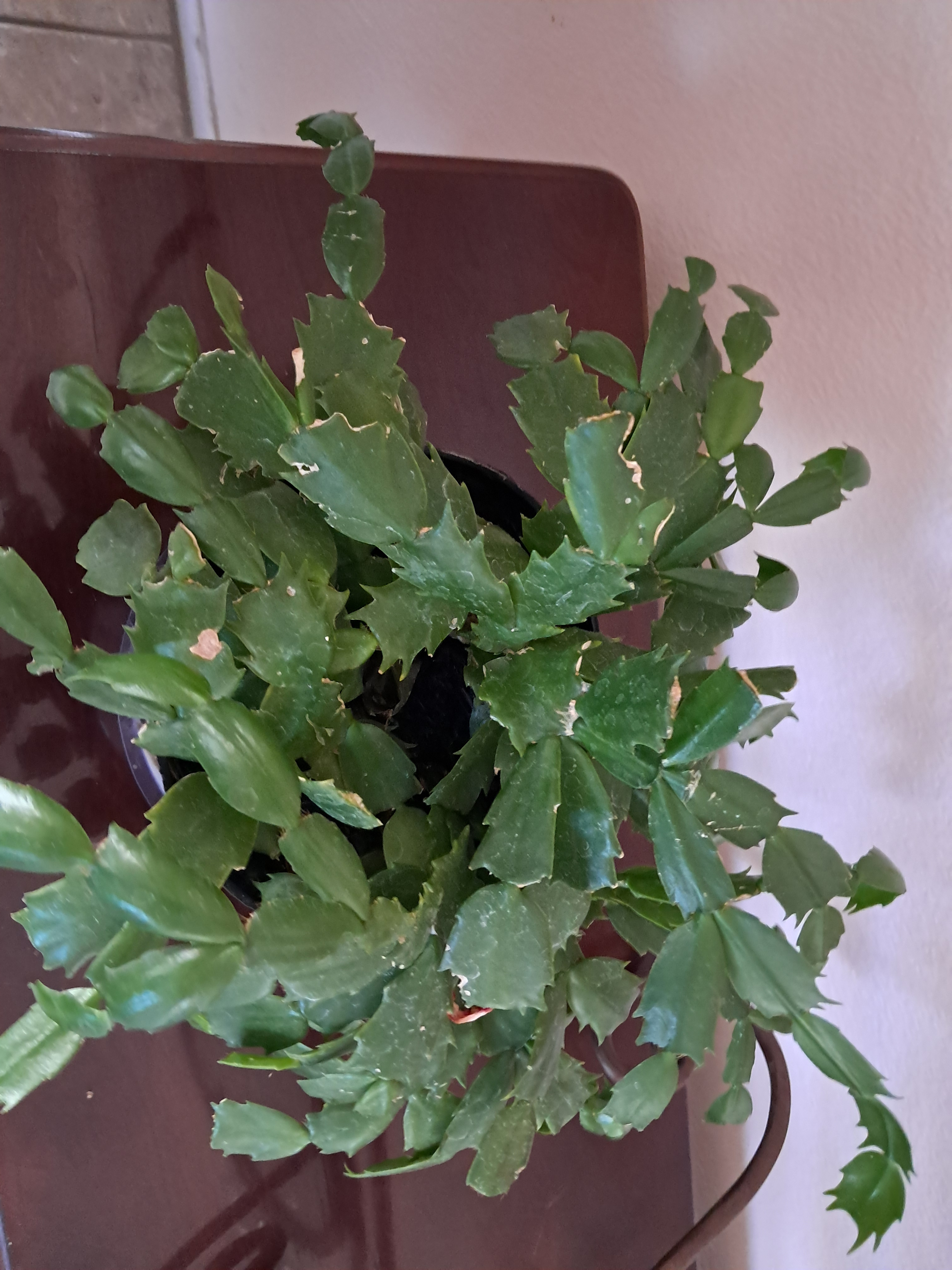 I found this plant again. These are everywhere!