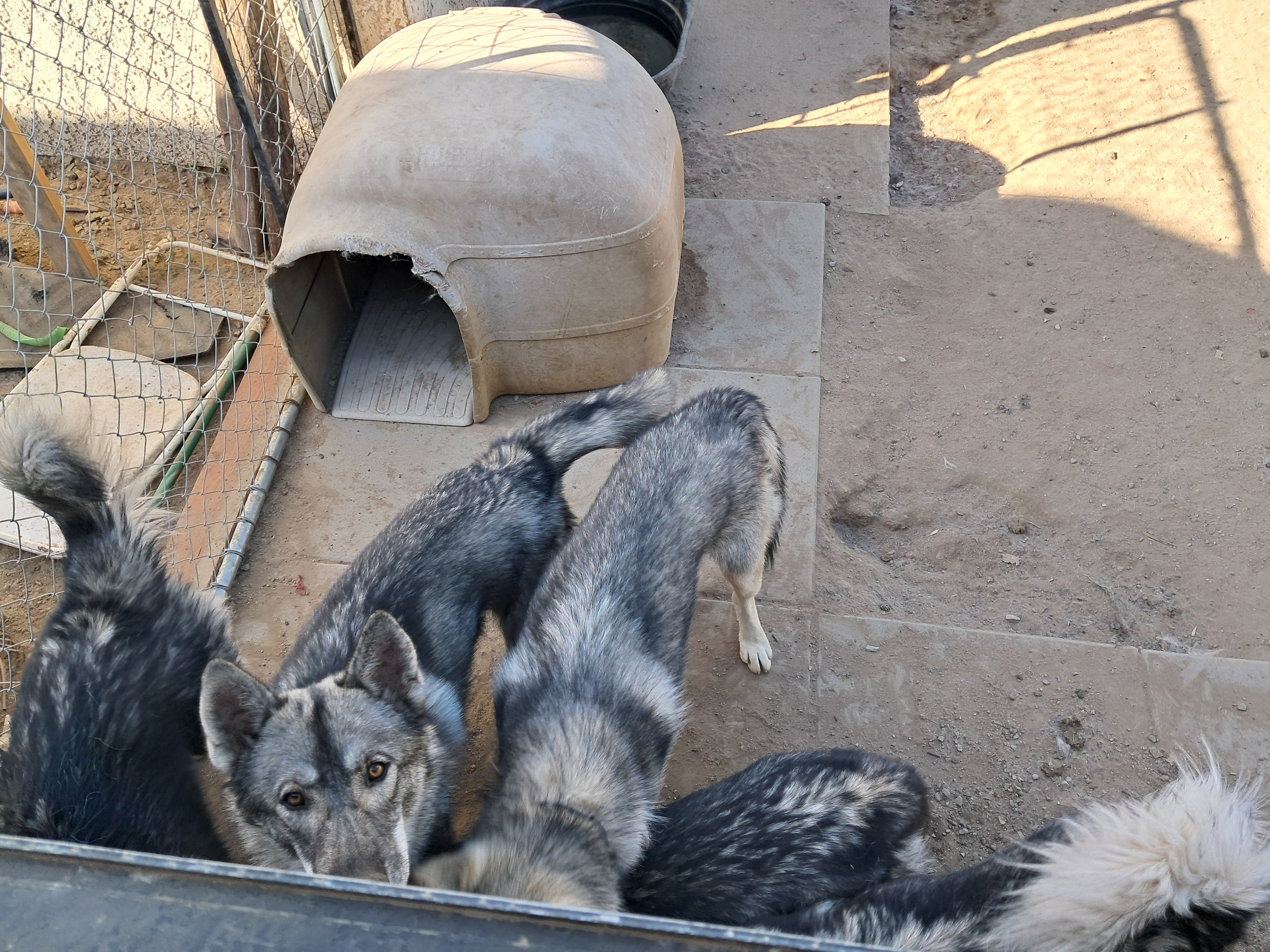 Wolves?... Dogs?... I think they HAVE to be both! I don't think there is any possible way that there isn't at least part wolf in them.