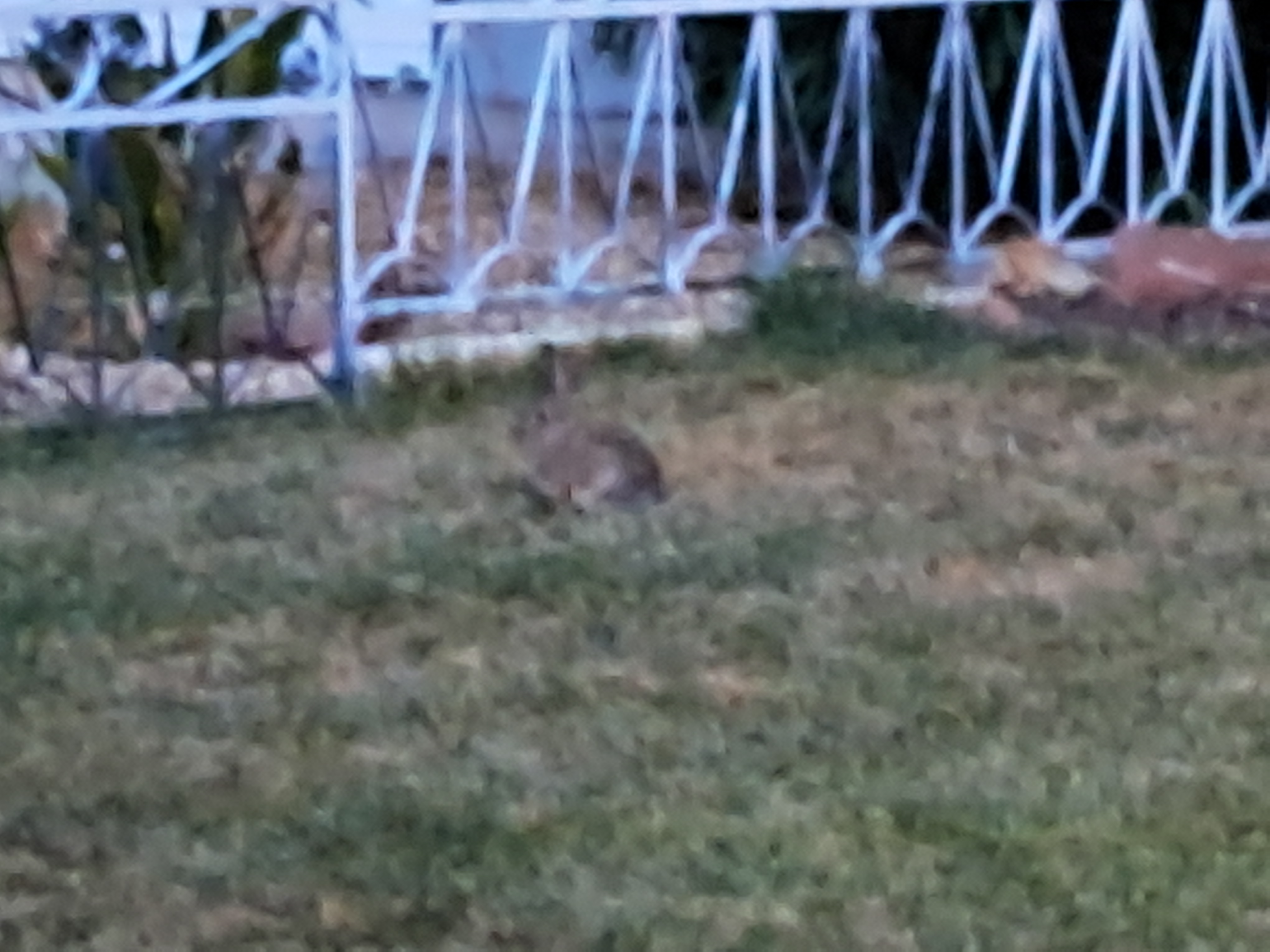Might be hard to make out but there is a wild bunny on this person's yard. We were stopping by a referral and on the other side was this bunny. We have wild bunnies, raccoons and skunks.