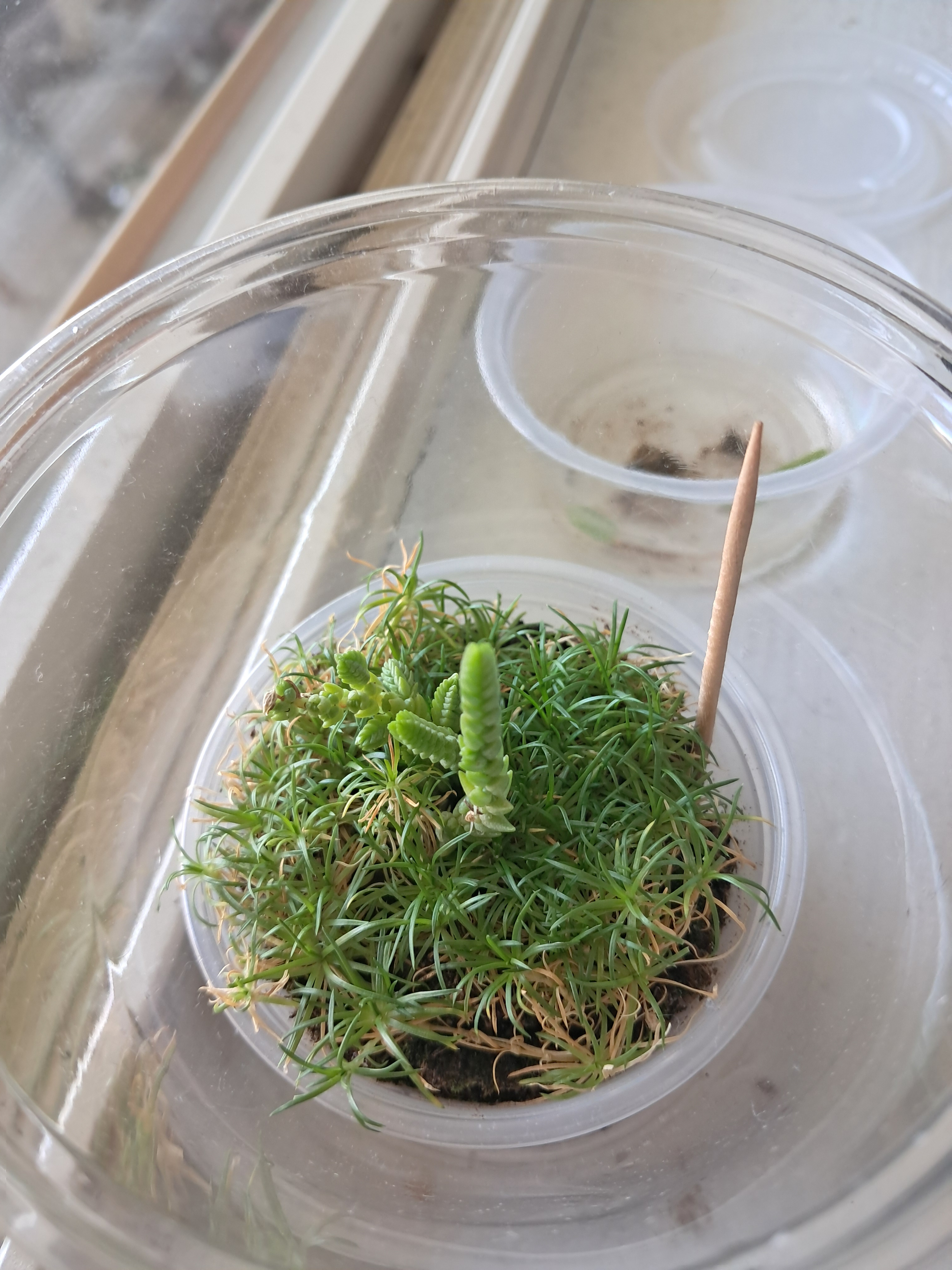 My plant with the tiny succulent.