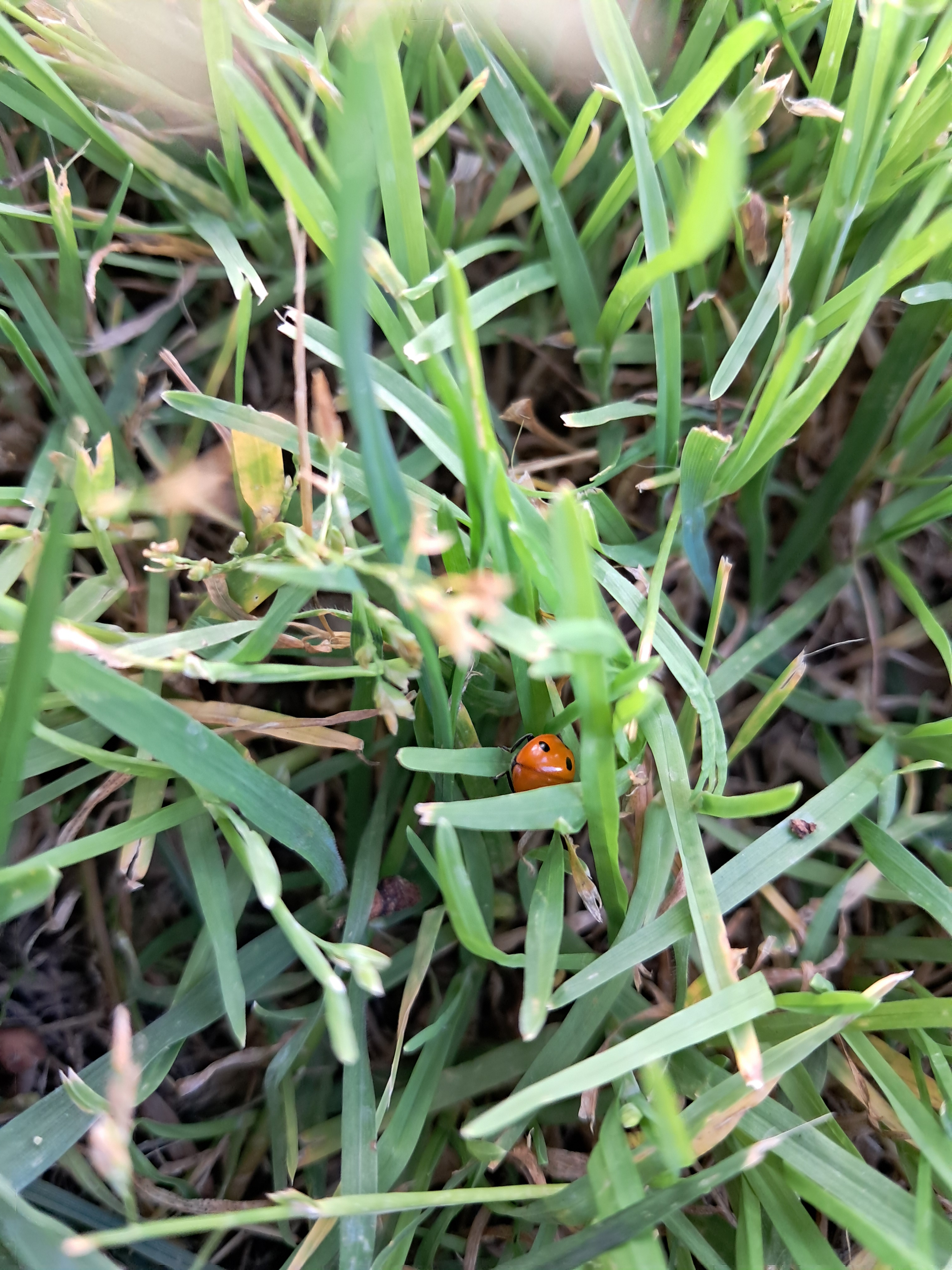 "Ladybug finding!!!" The kids of someone we are teaching were going Ladybug finding. I honestly do know why I didn't think to do this as a kid and almost long to do that as a kid. I think it is the cutest idea ever!
