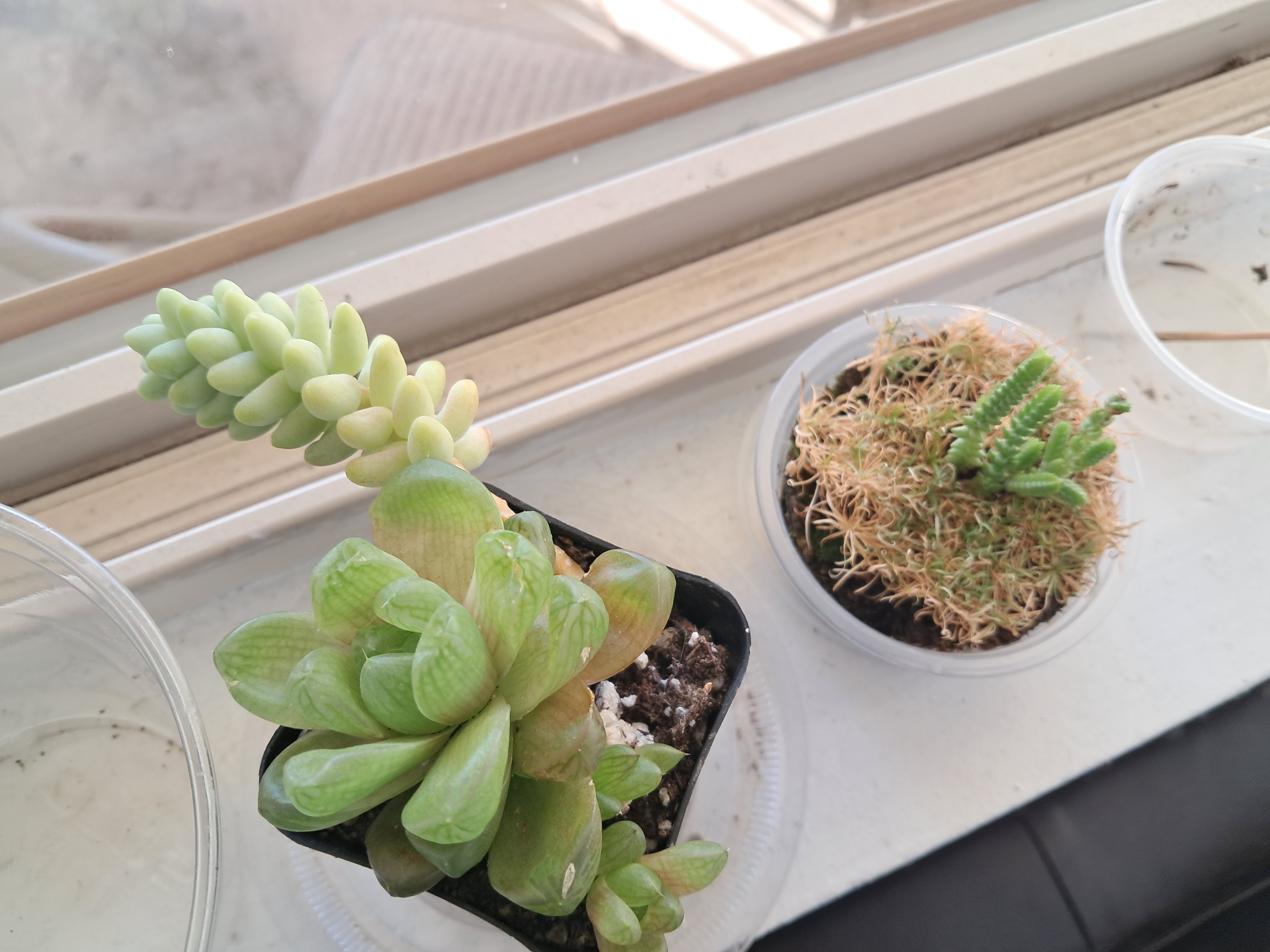 My new plant. Unfortunately Oliver isn't doing so well.