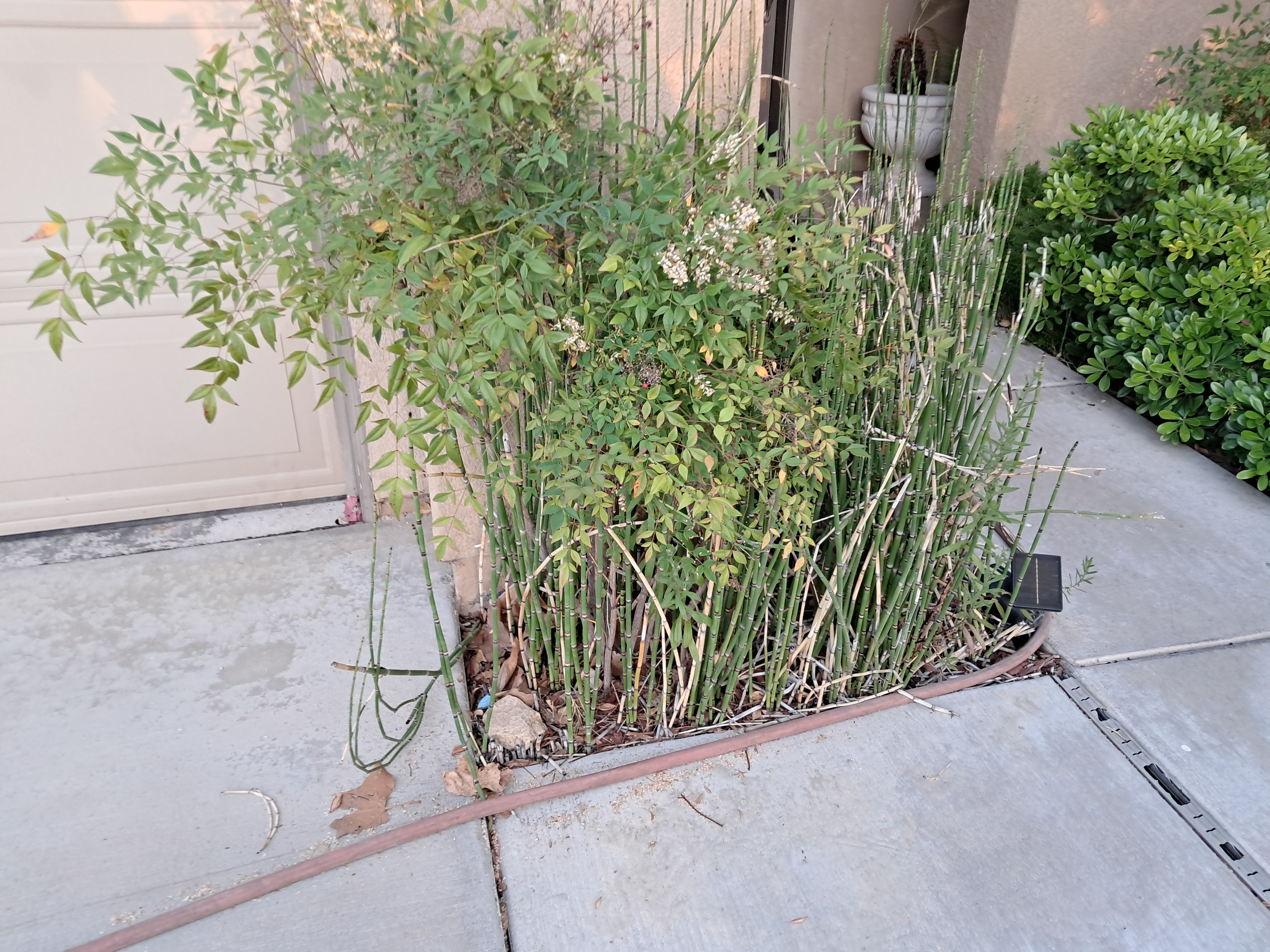 I think it is so funny that people actually use this to beautify their landscape. We had to work so hard to get those tube weeds out of our yard!