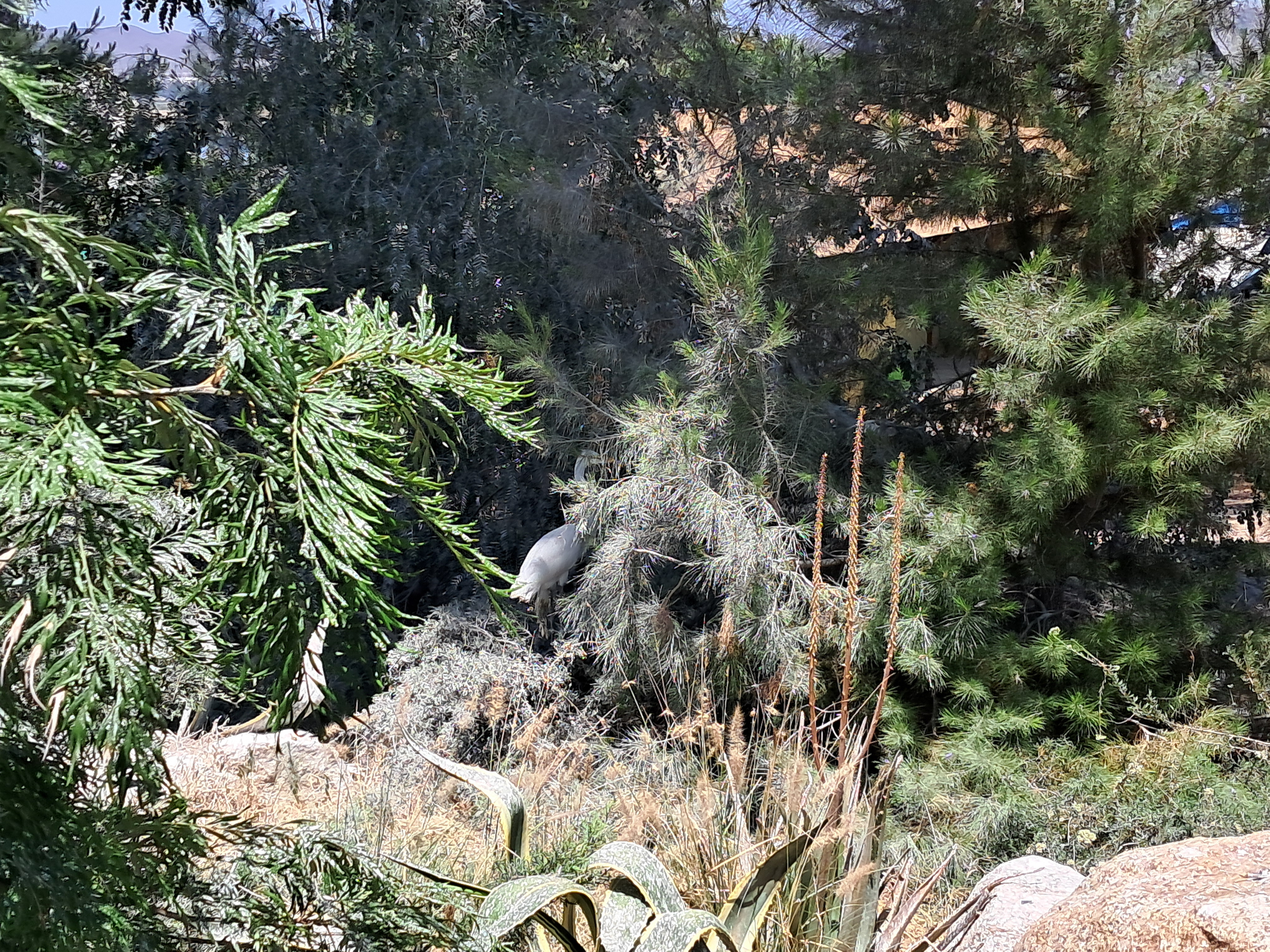 We've got crane here!!!!