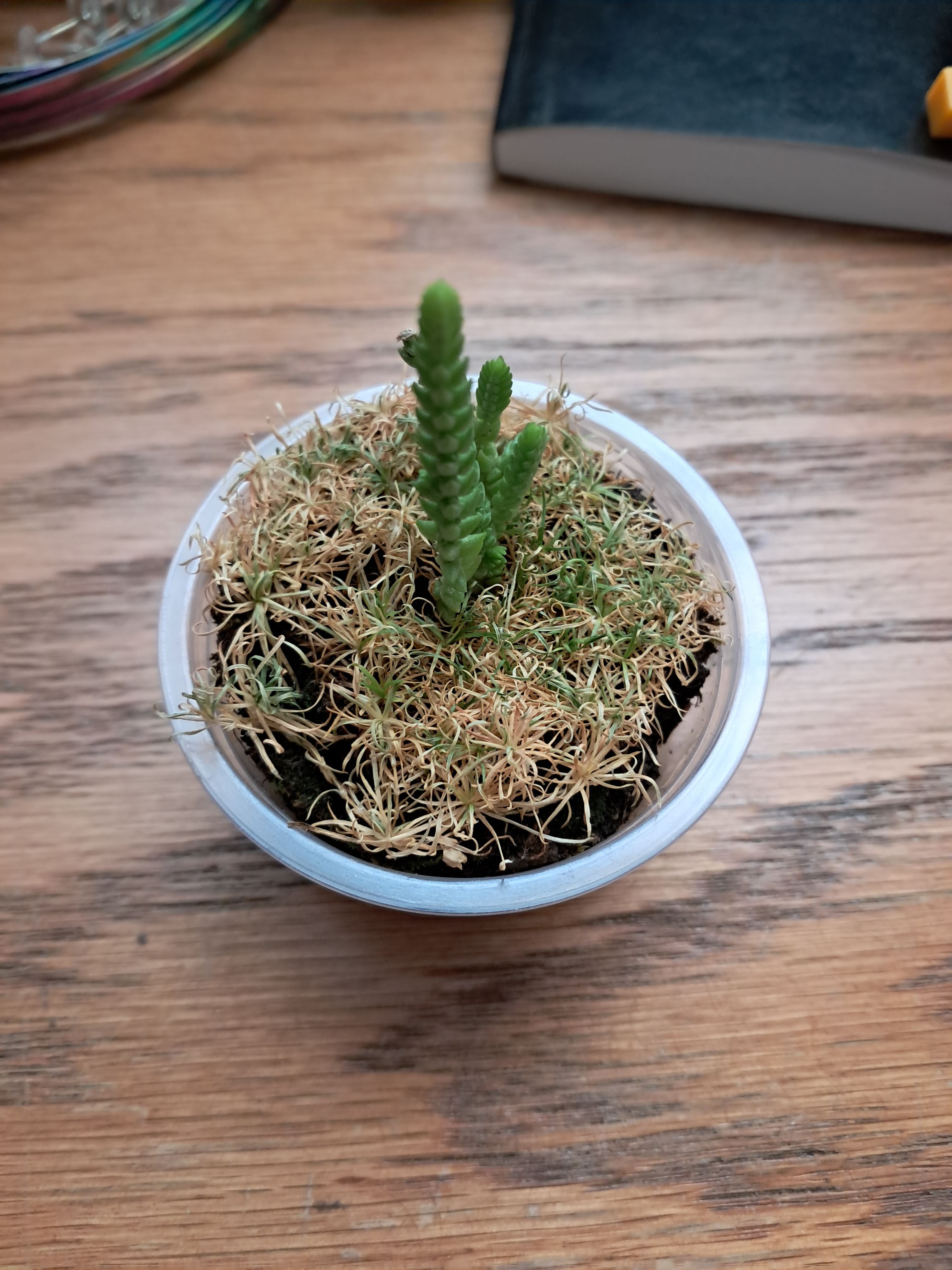 Oliver is coming back!!!