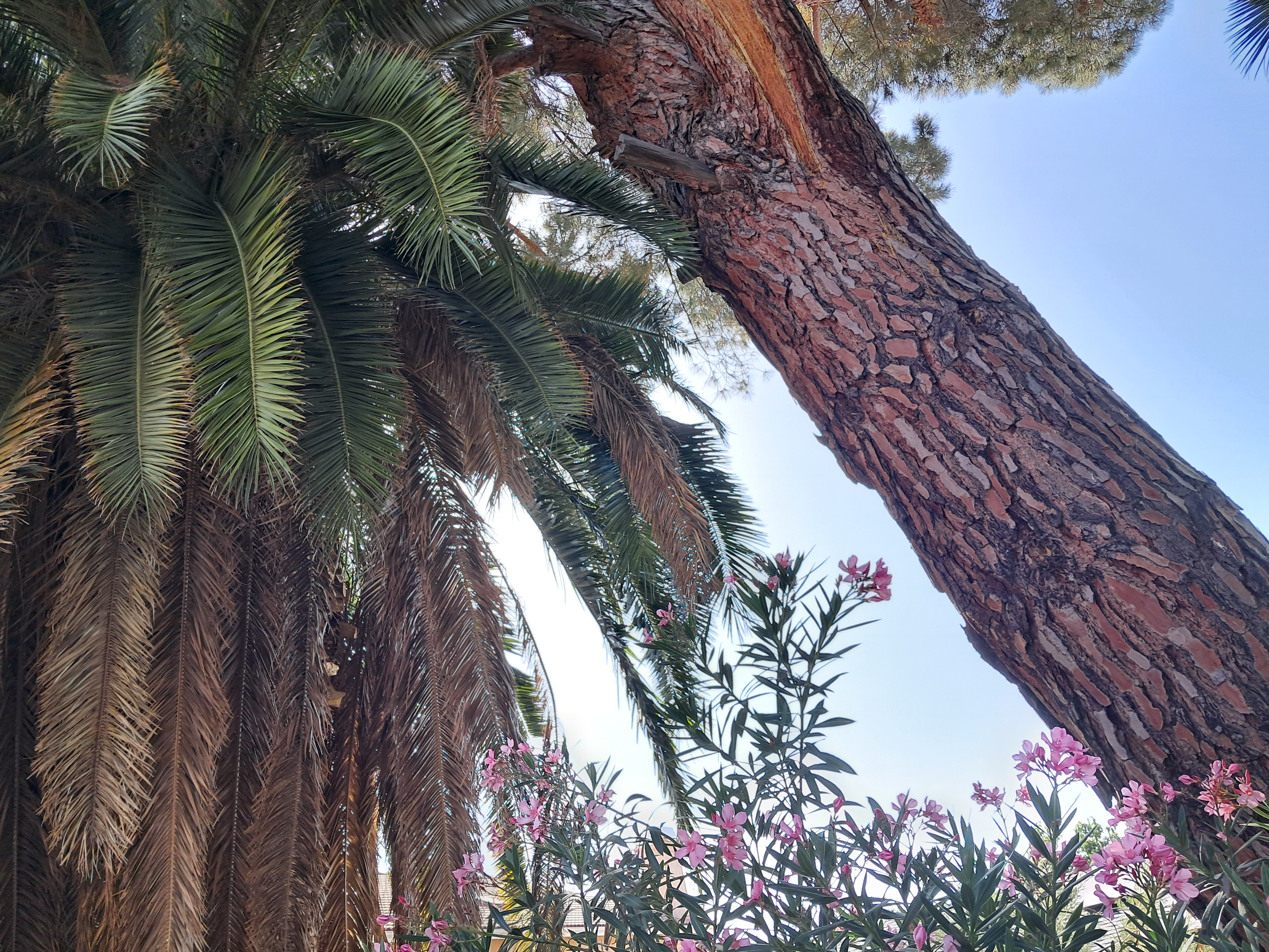 These ones don't even look real