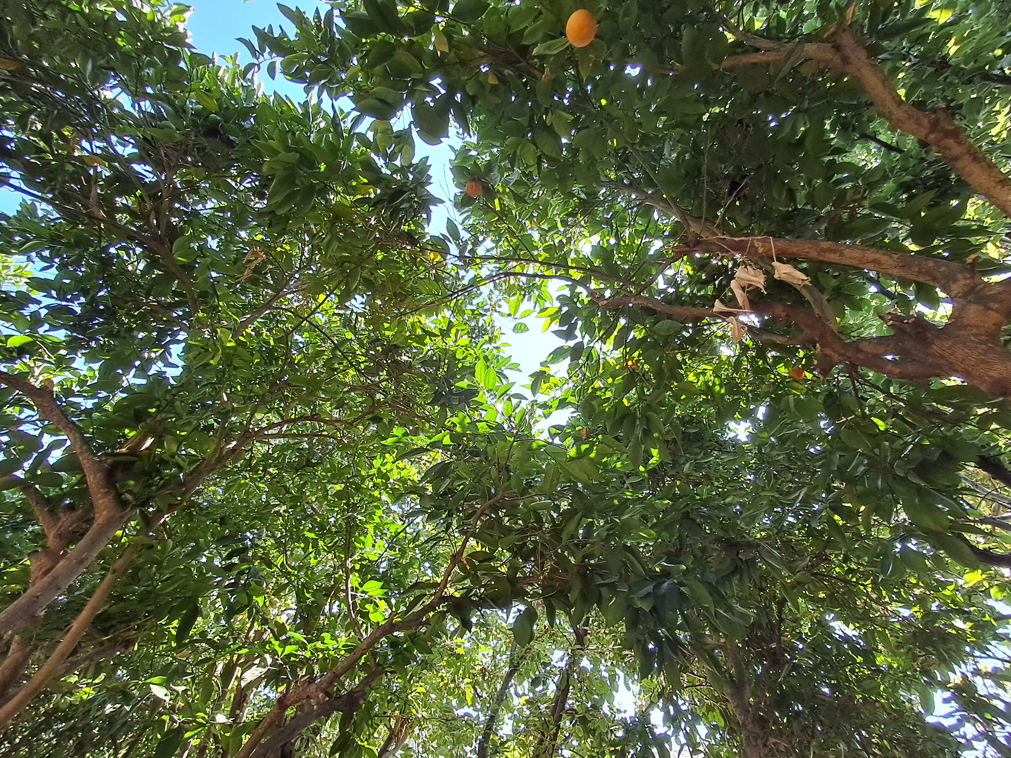 I got to have a lesson with one of our members in a small orchard in her back yard! It was really calm and peaceful and a LOT cooler than in the sun. It is made up of only about 5 trees in a row and then the neighbors fence.