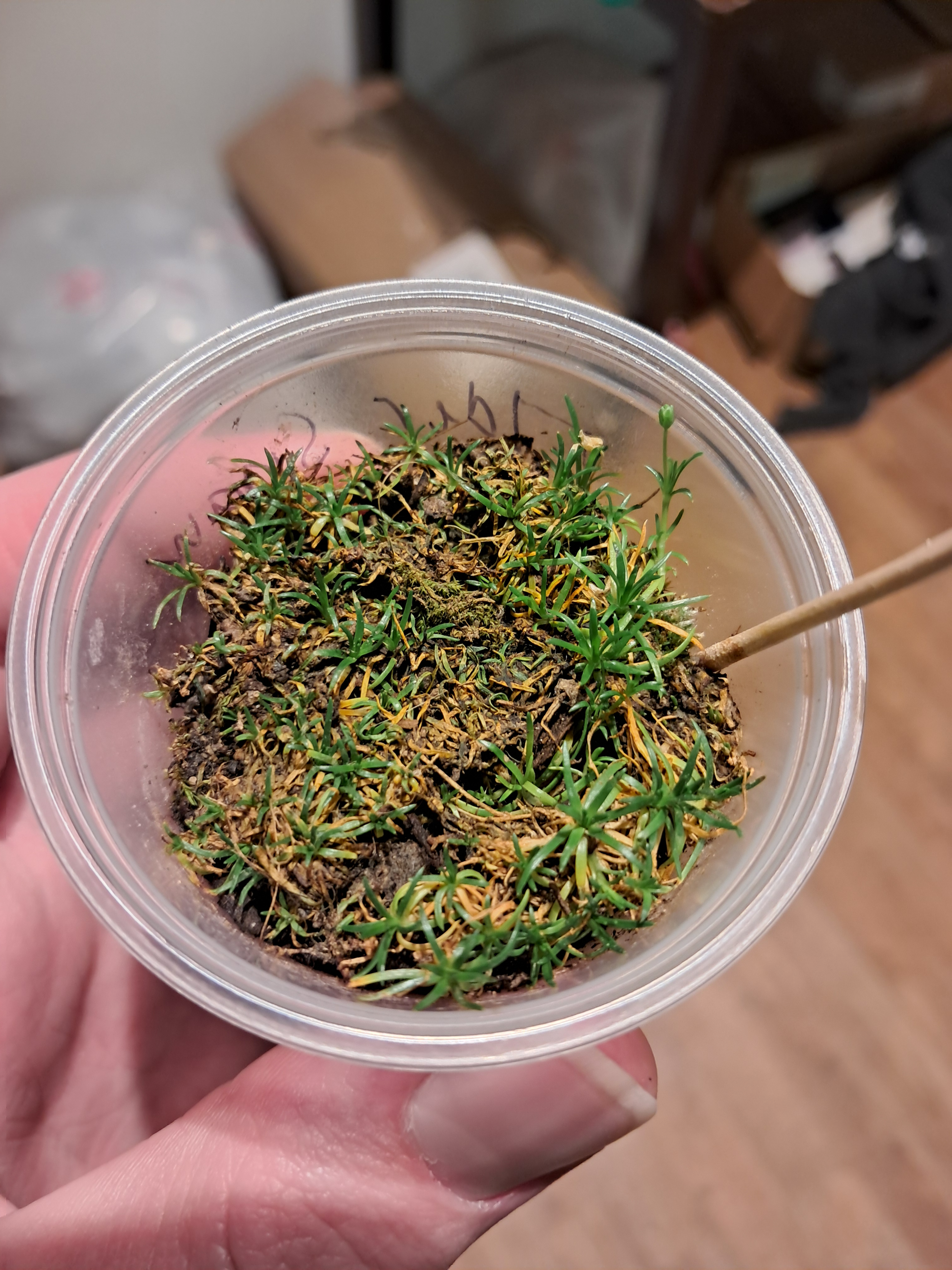 My travel plant. (Ian left behind multiple plants at home. No surprise that he found a way to have one with him.)