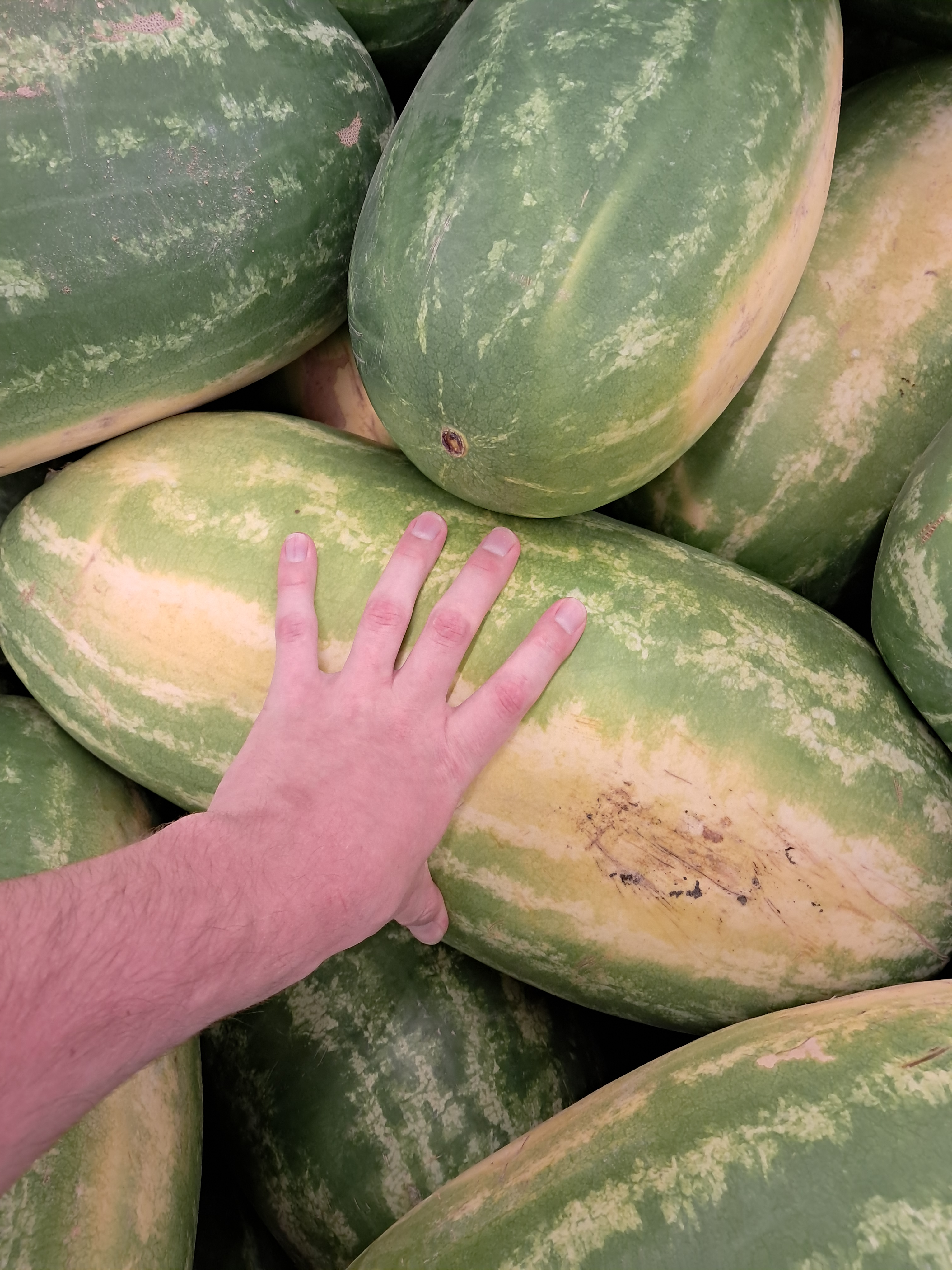 This is... A... Really Big... WATERMELON!... at Walmart