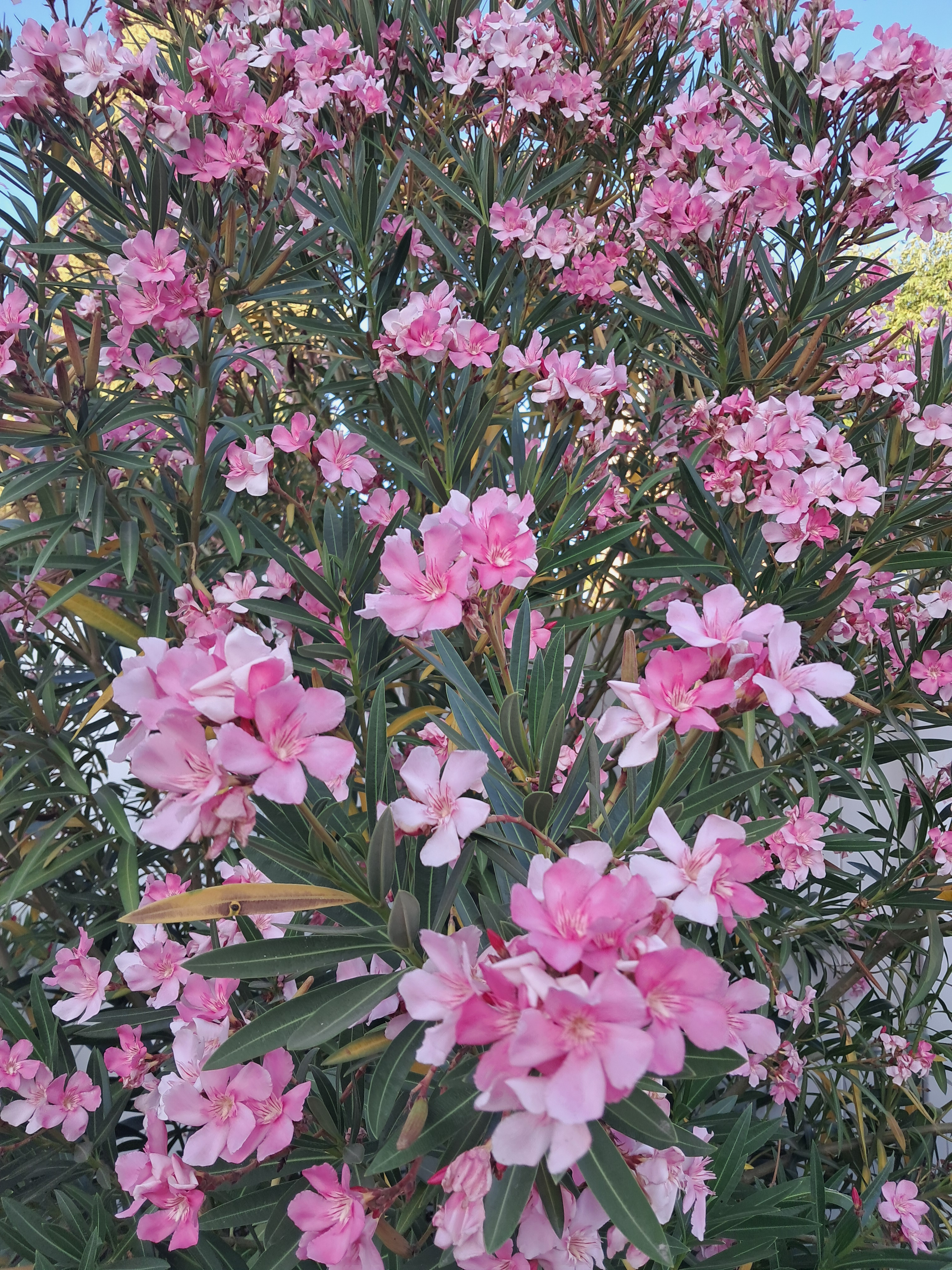 This is a pretty flower bush.