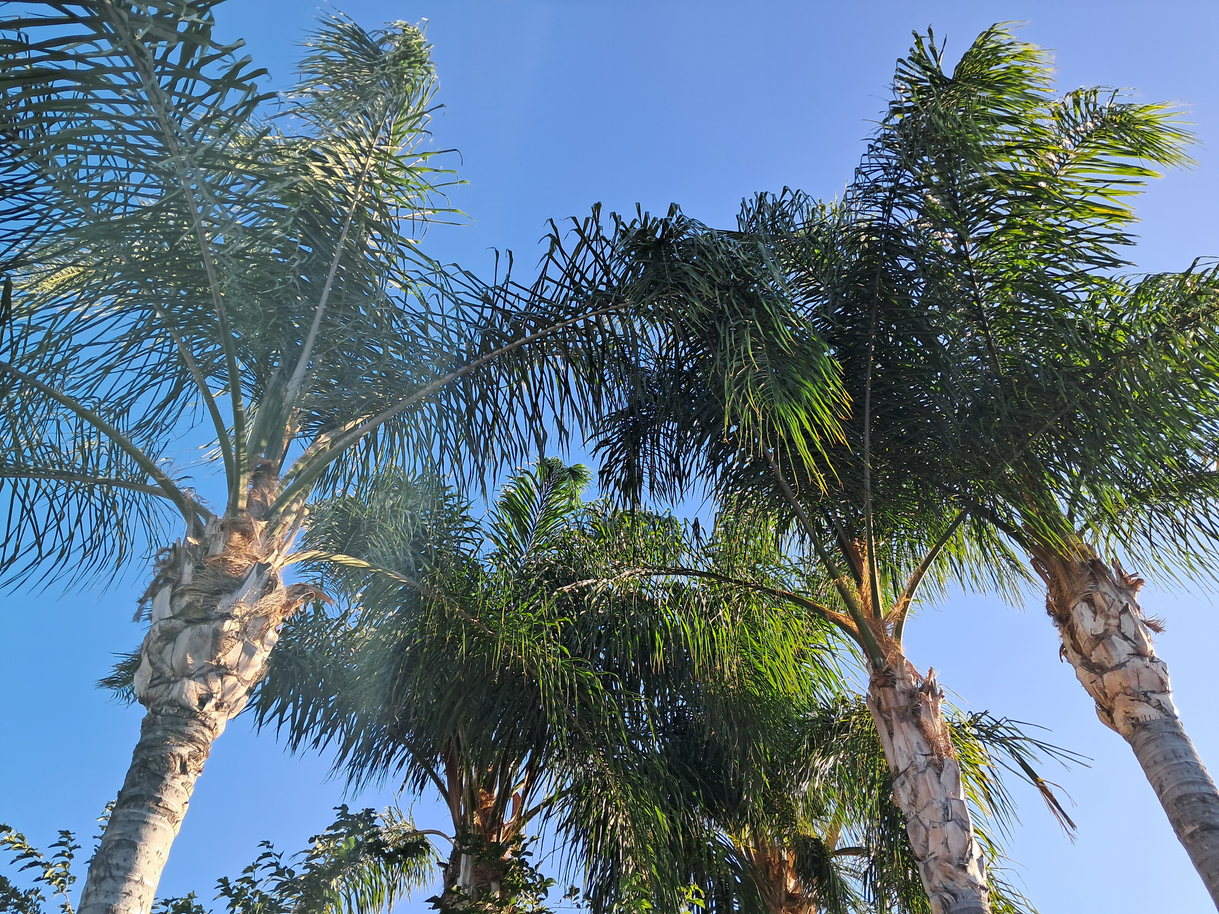 Amongst the palm trees