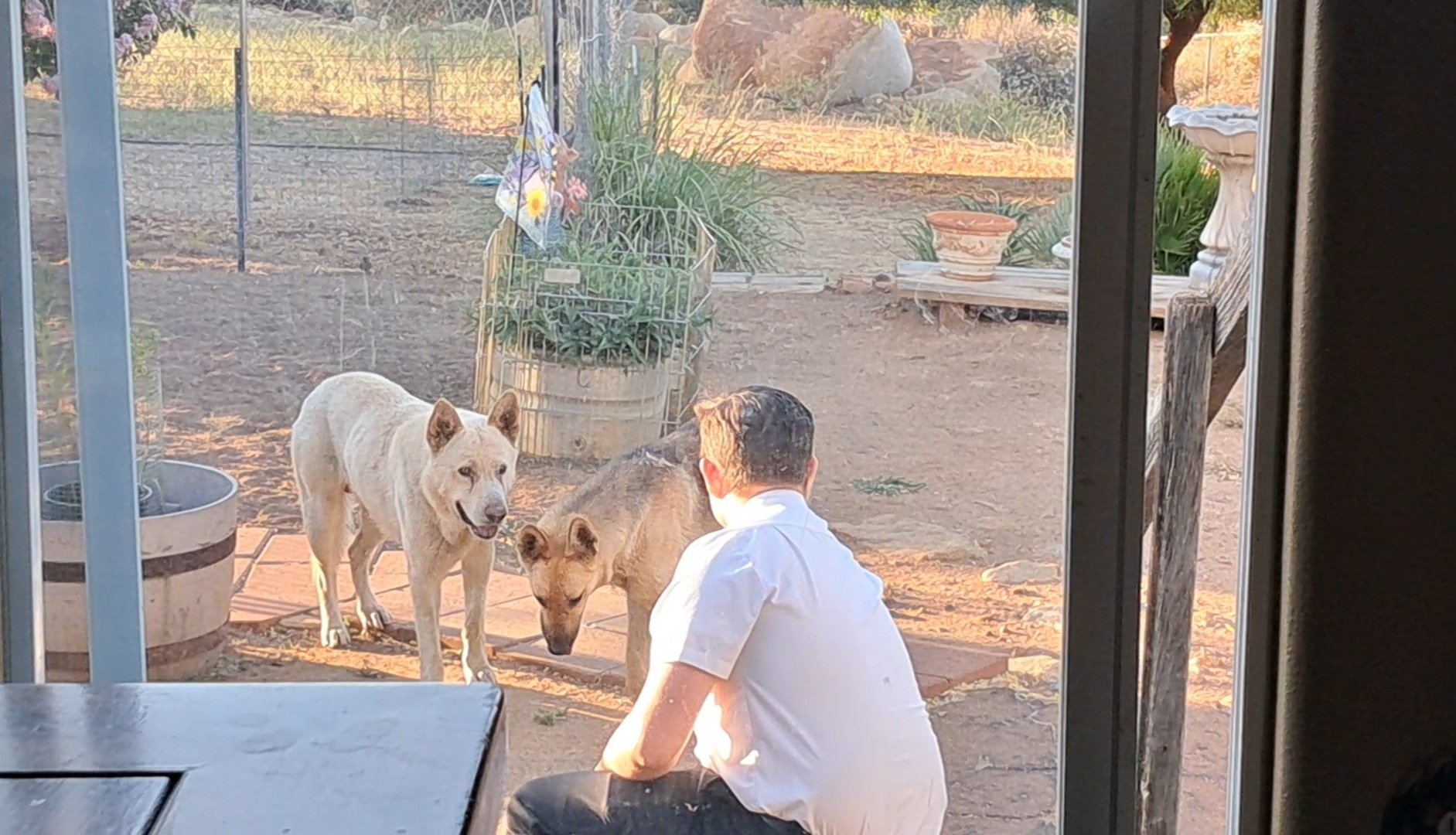 Here are their timid dogs, Boady and Bella