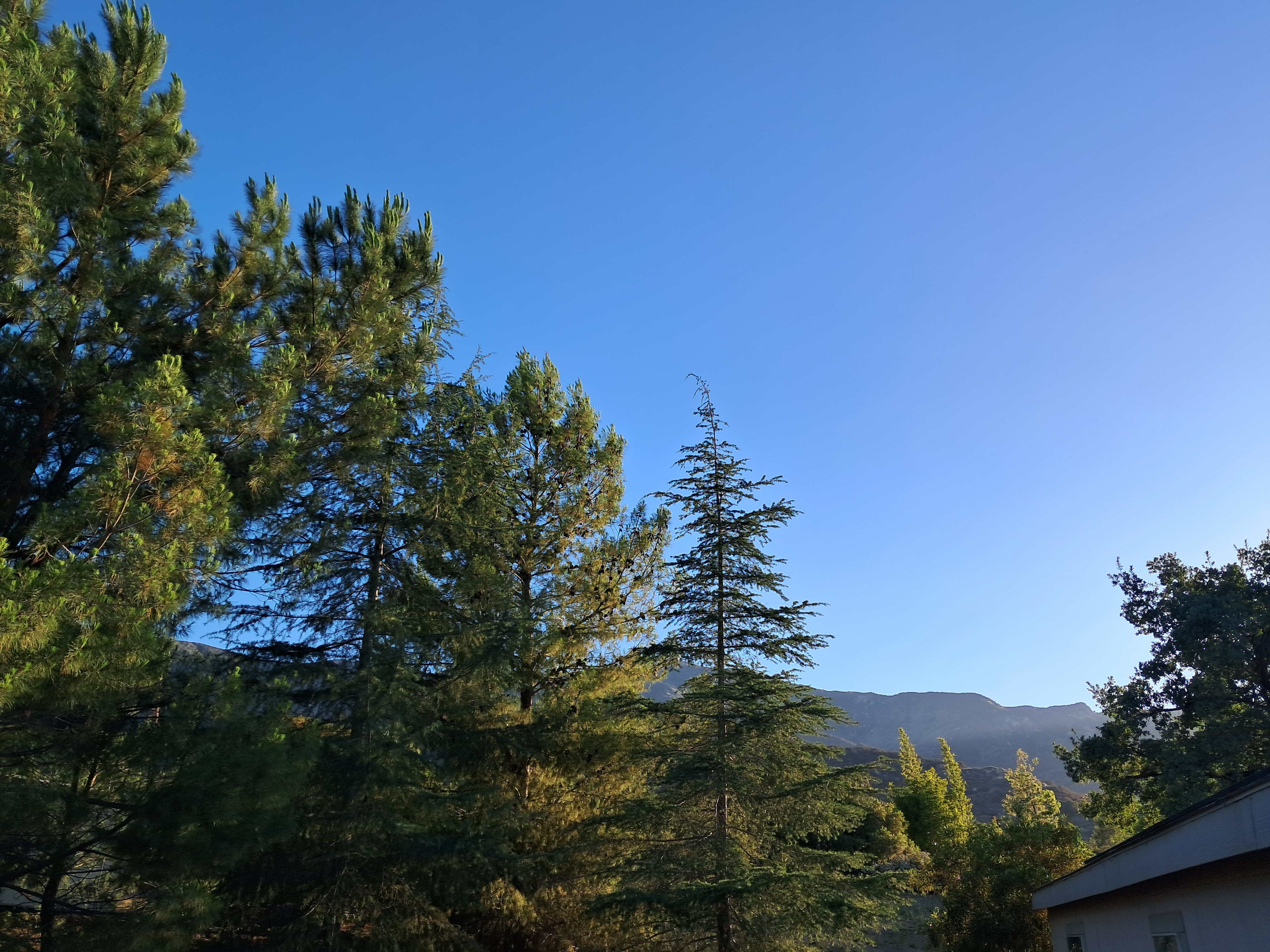 Here is their beautiful front yard!