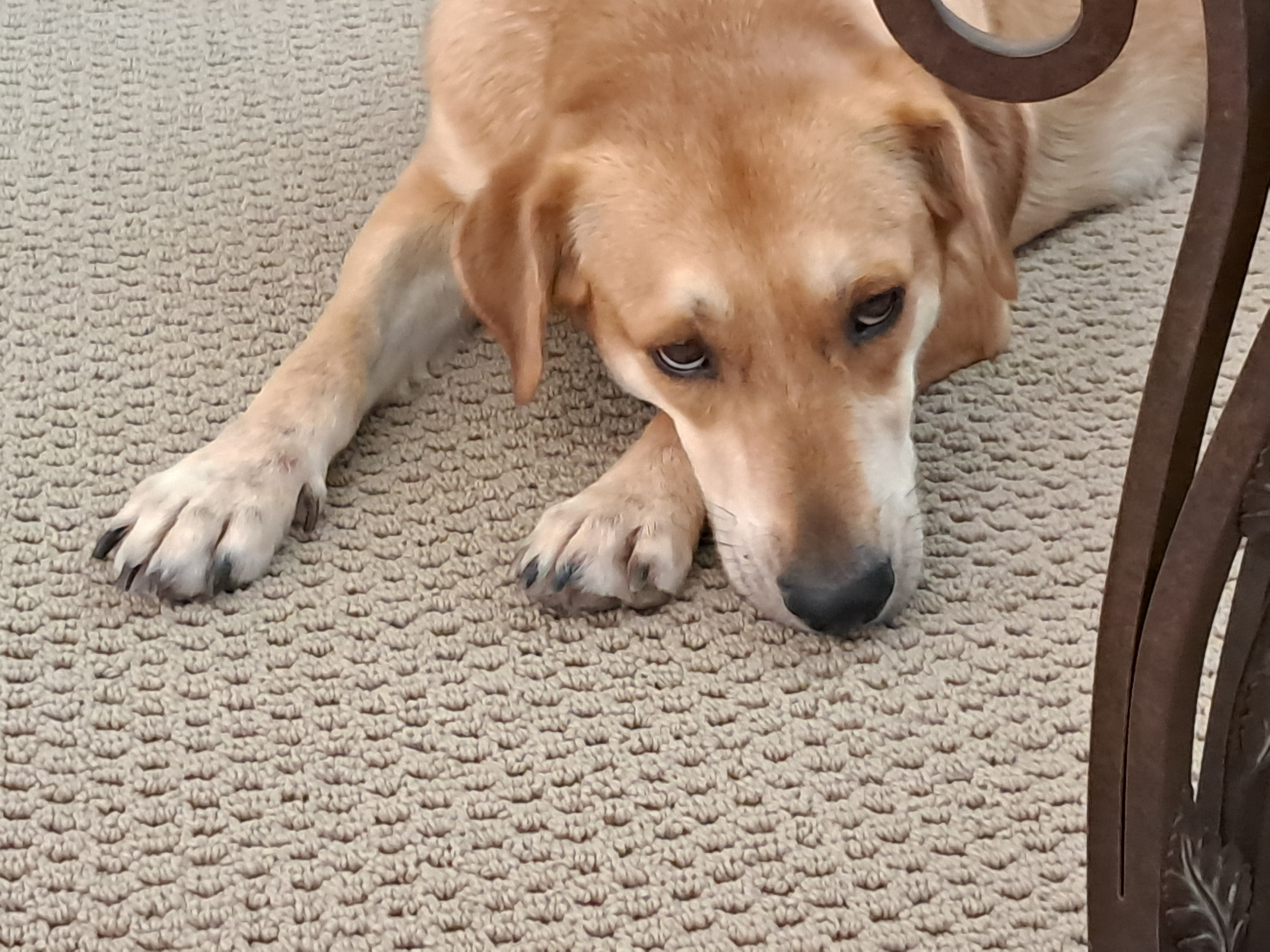 This is Lizzy. She is the nicest dog on planet Earth!