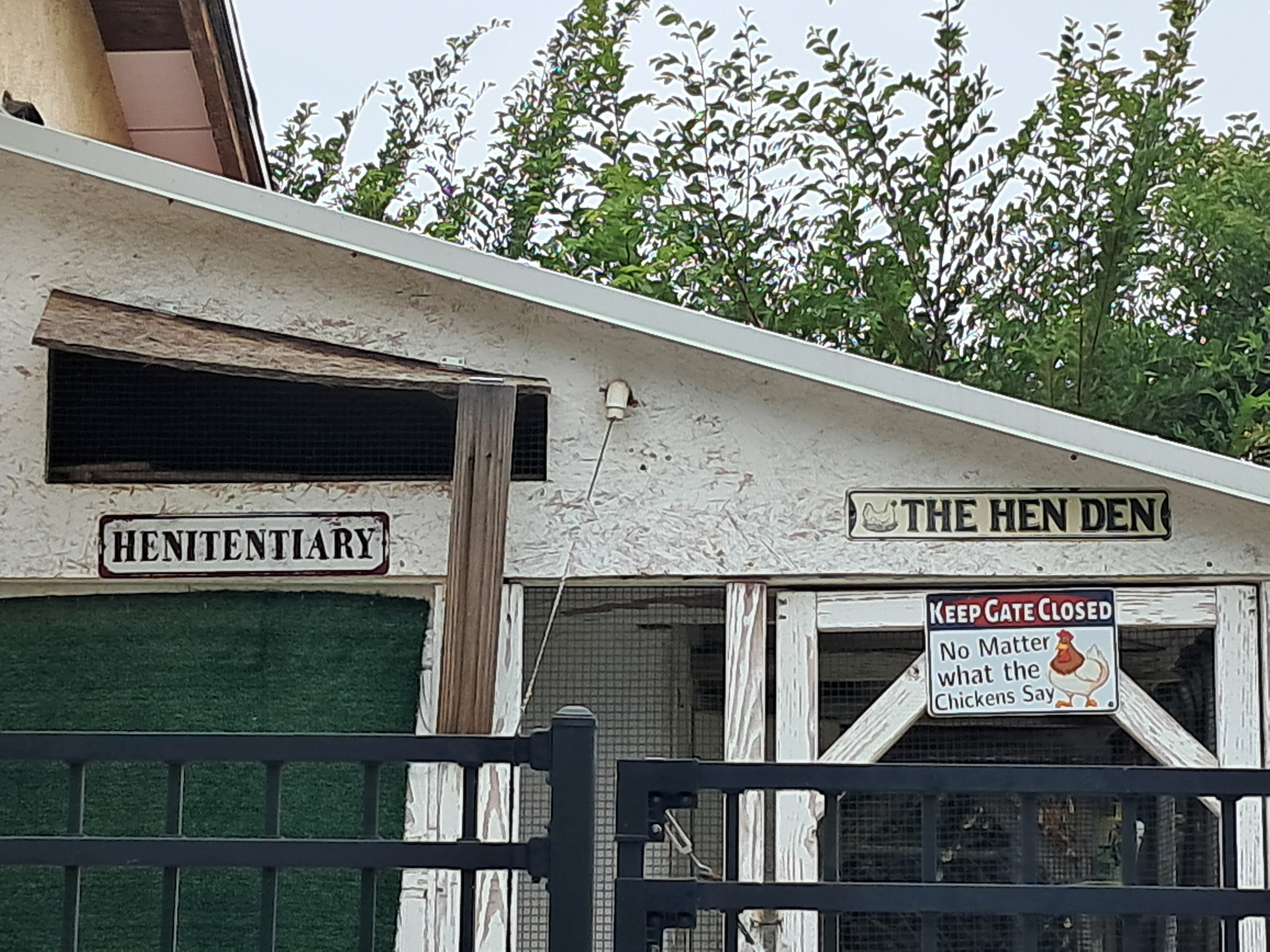 This is the stake president's chickens.