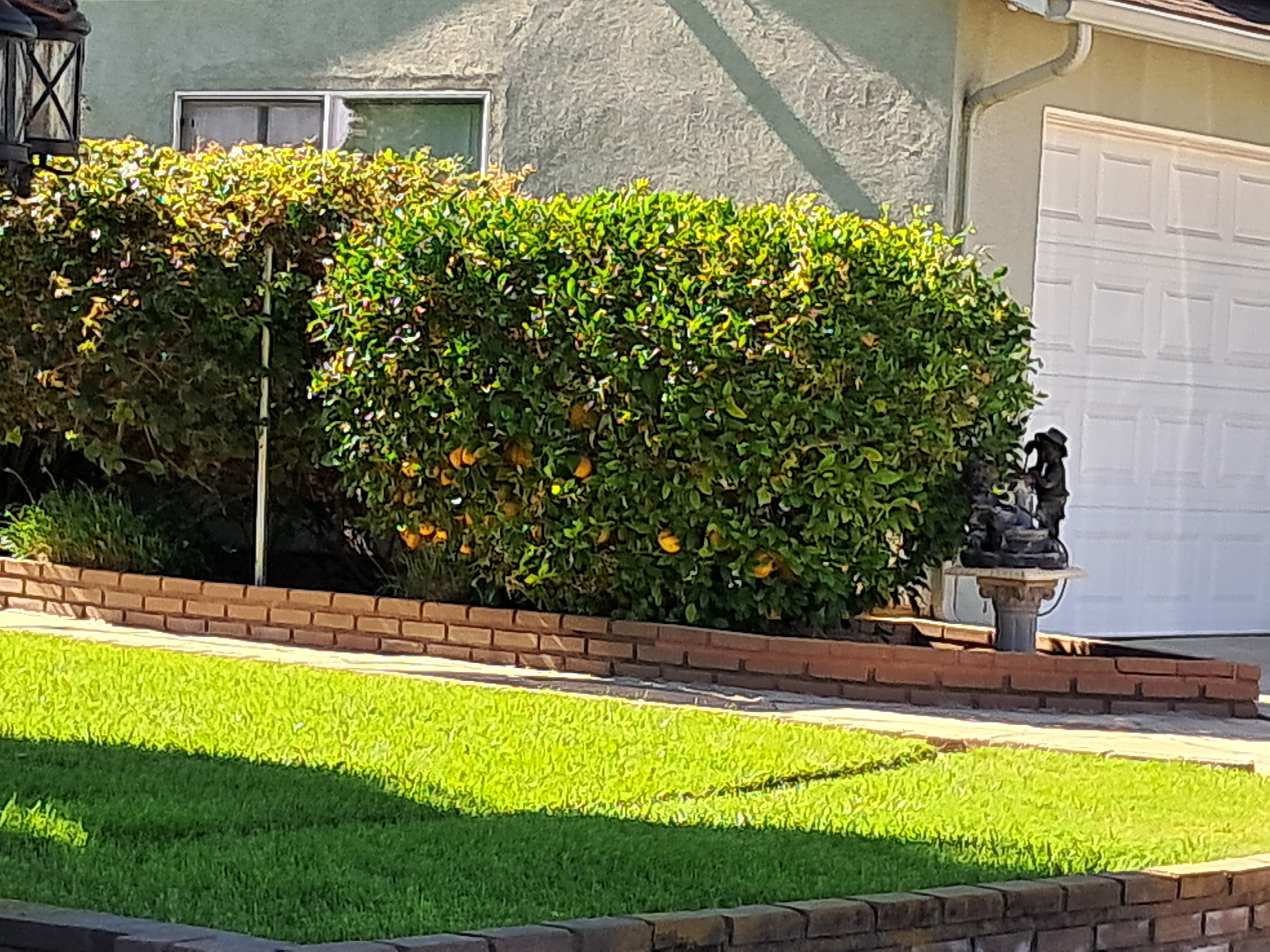 Apparently here in California they don't just grow citrus trees but they literally use them for landscaping.  It saves space and it still grows a ton of produce and it looks kind of cool!