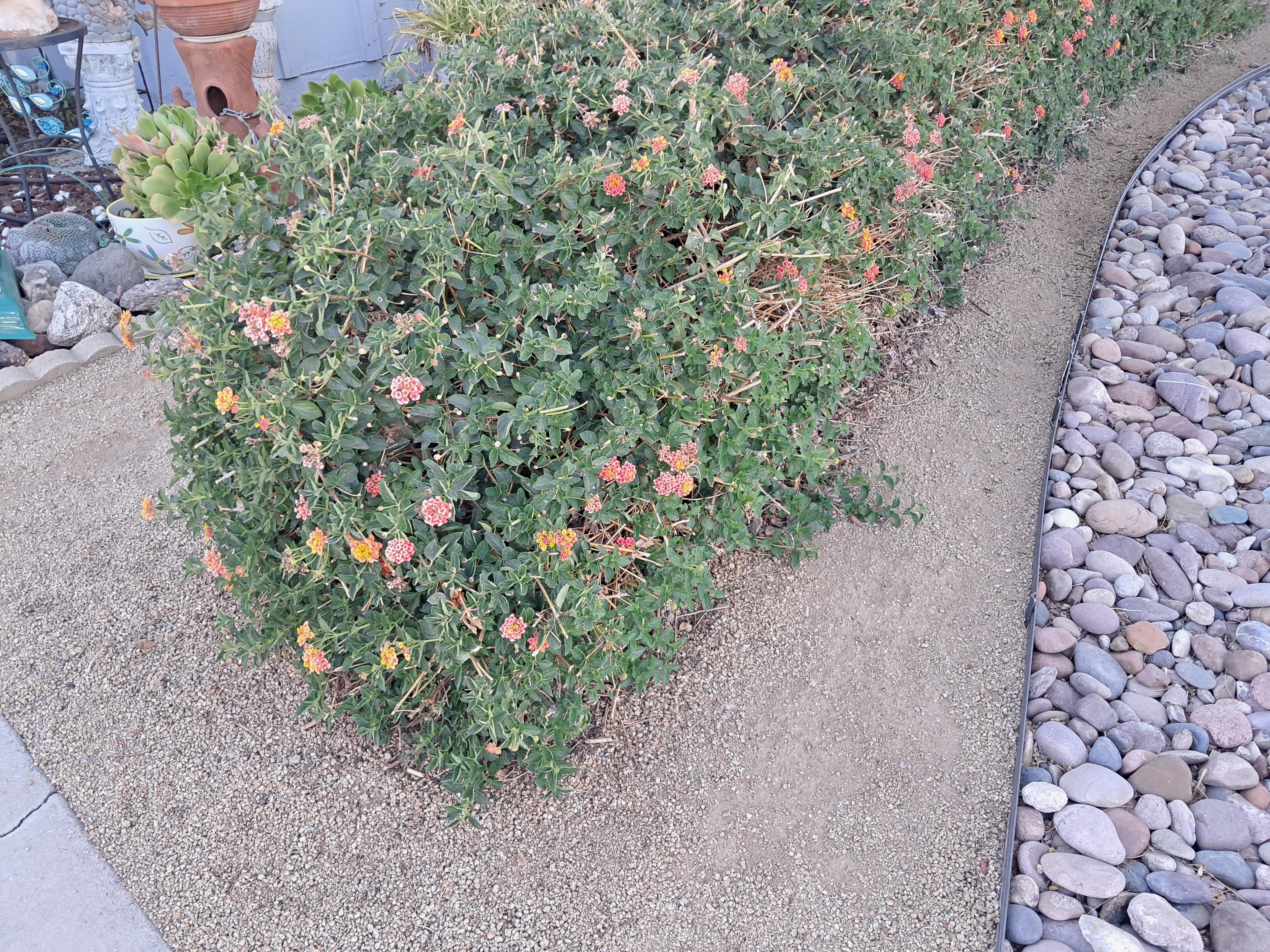 Did you know that Lantana flowers can be bushes?