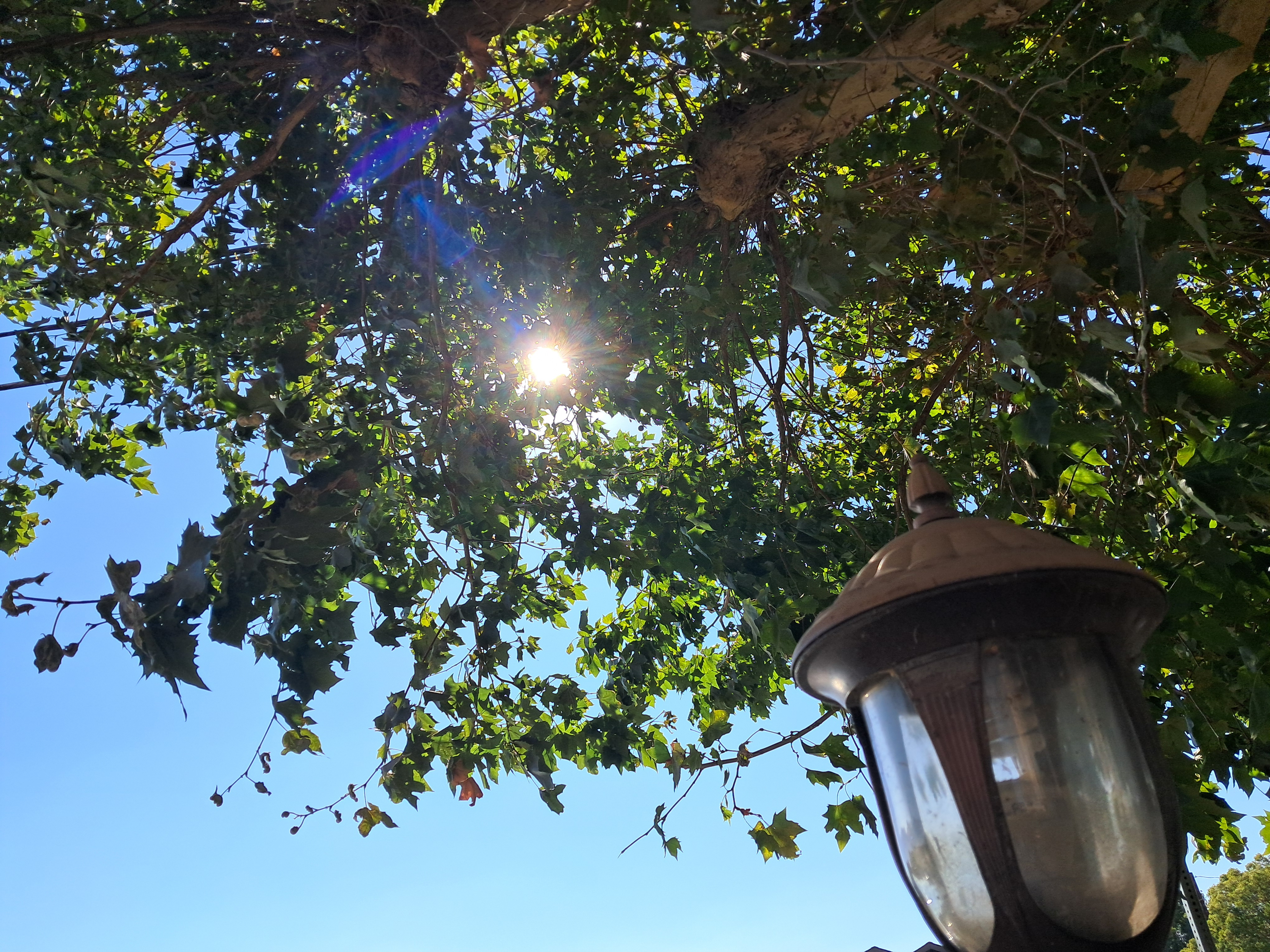 Another lamppost picture.